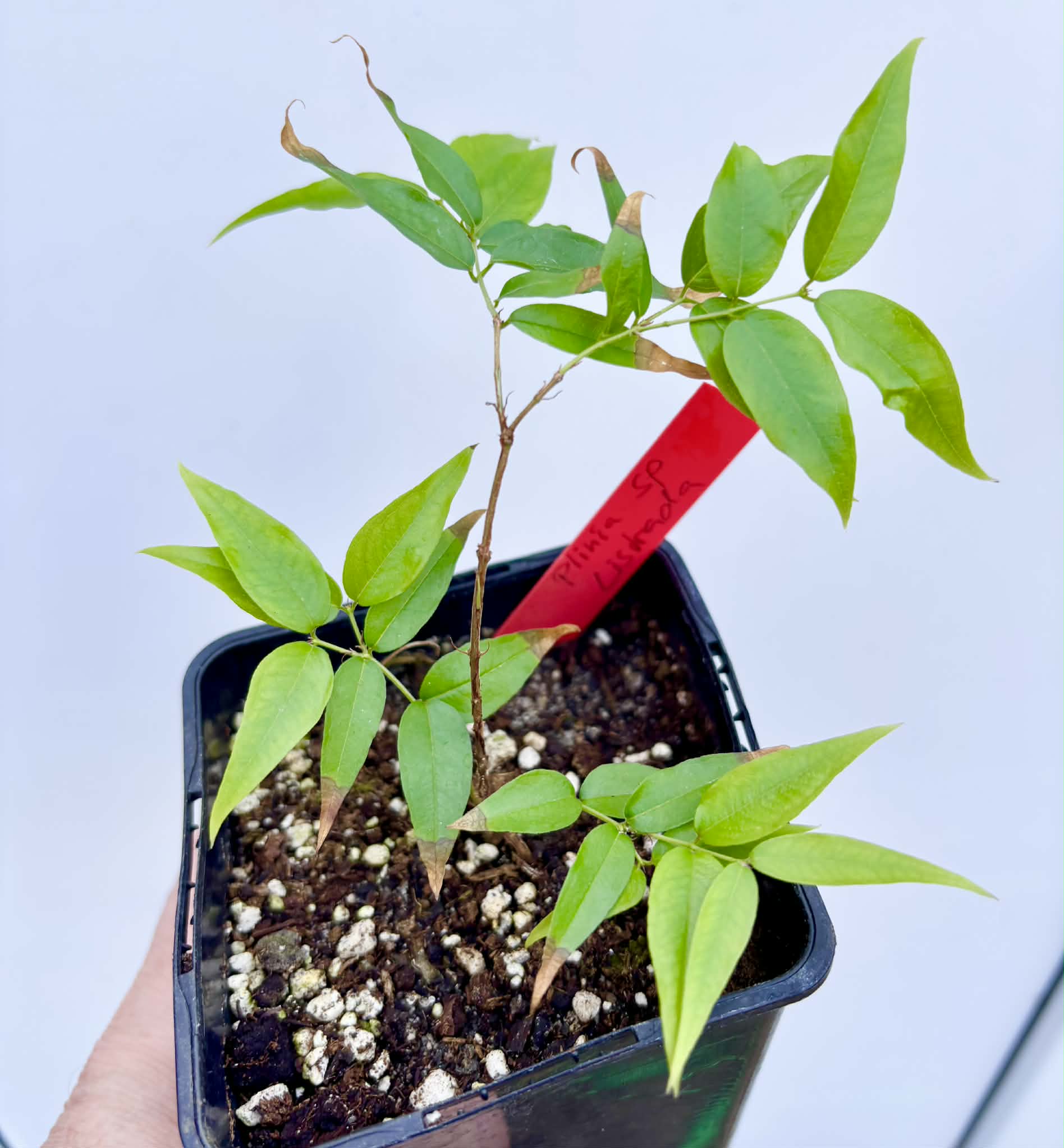 Plinia sp. Listrada - 1 potted seedling / 1 getopfter Sämling