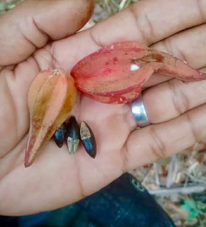 Pre Order - Chrysophyllum splendens  - 1 fresh seed / 1 frischer Samen