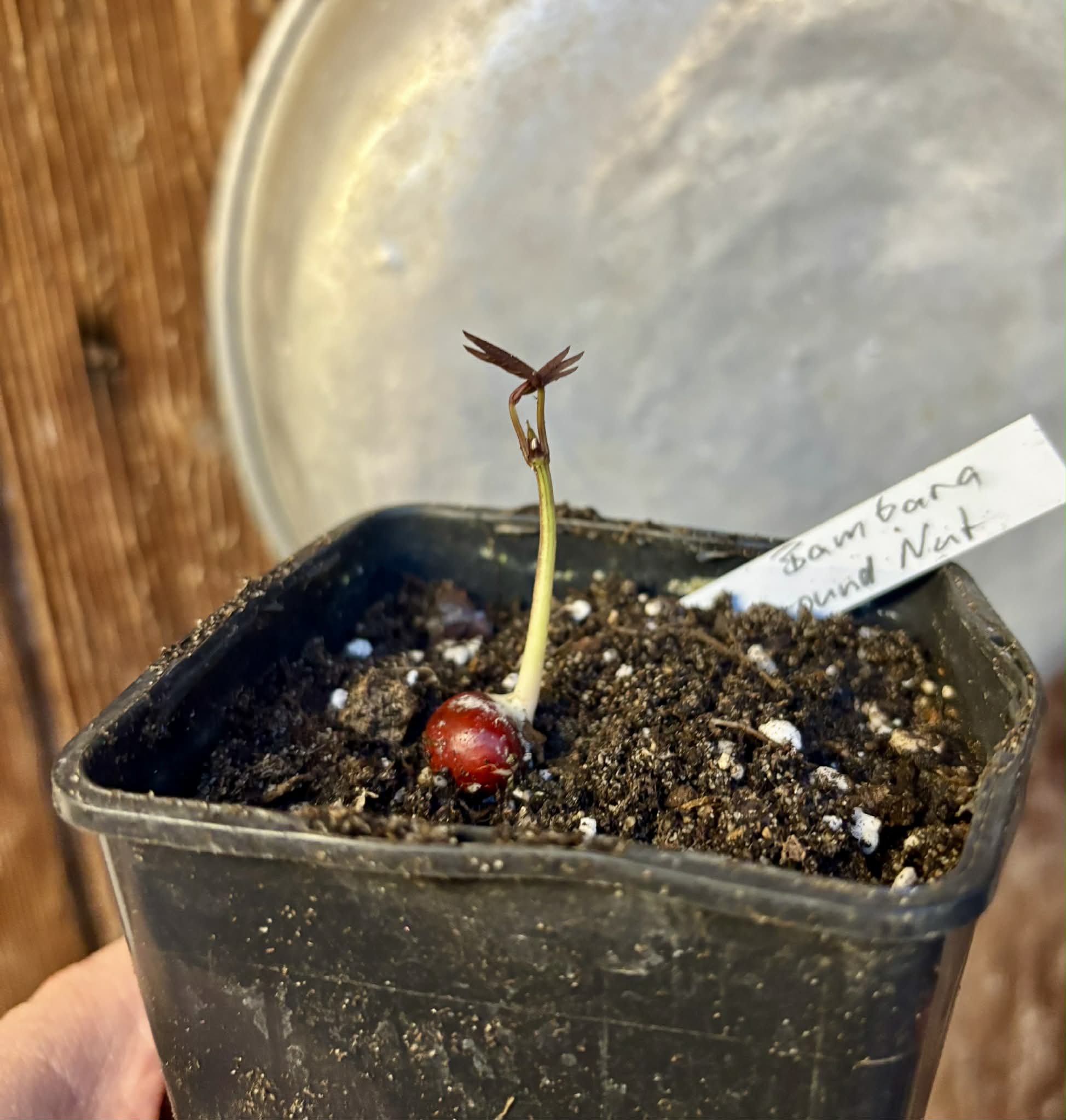 Bambara Groundnut (Vigna subterranea) -  1 potted plant / 1getopfte Pflanze