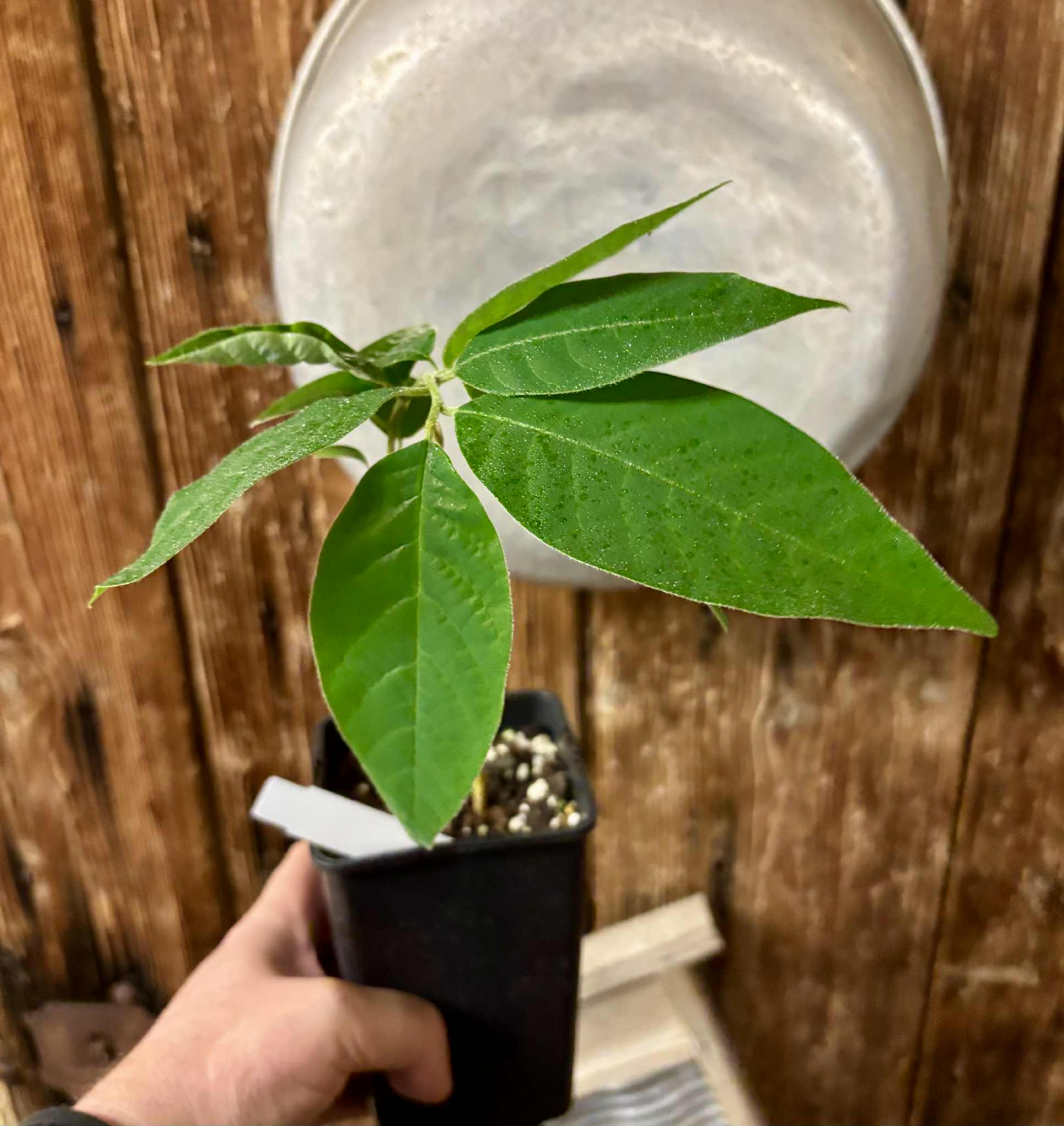 Annona sylvatica - 1 potted plant / 1 getopfte Pflanze