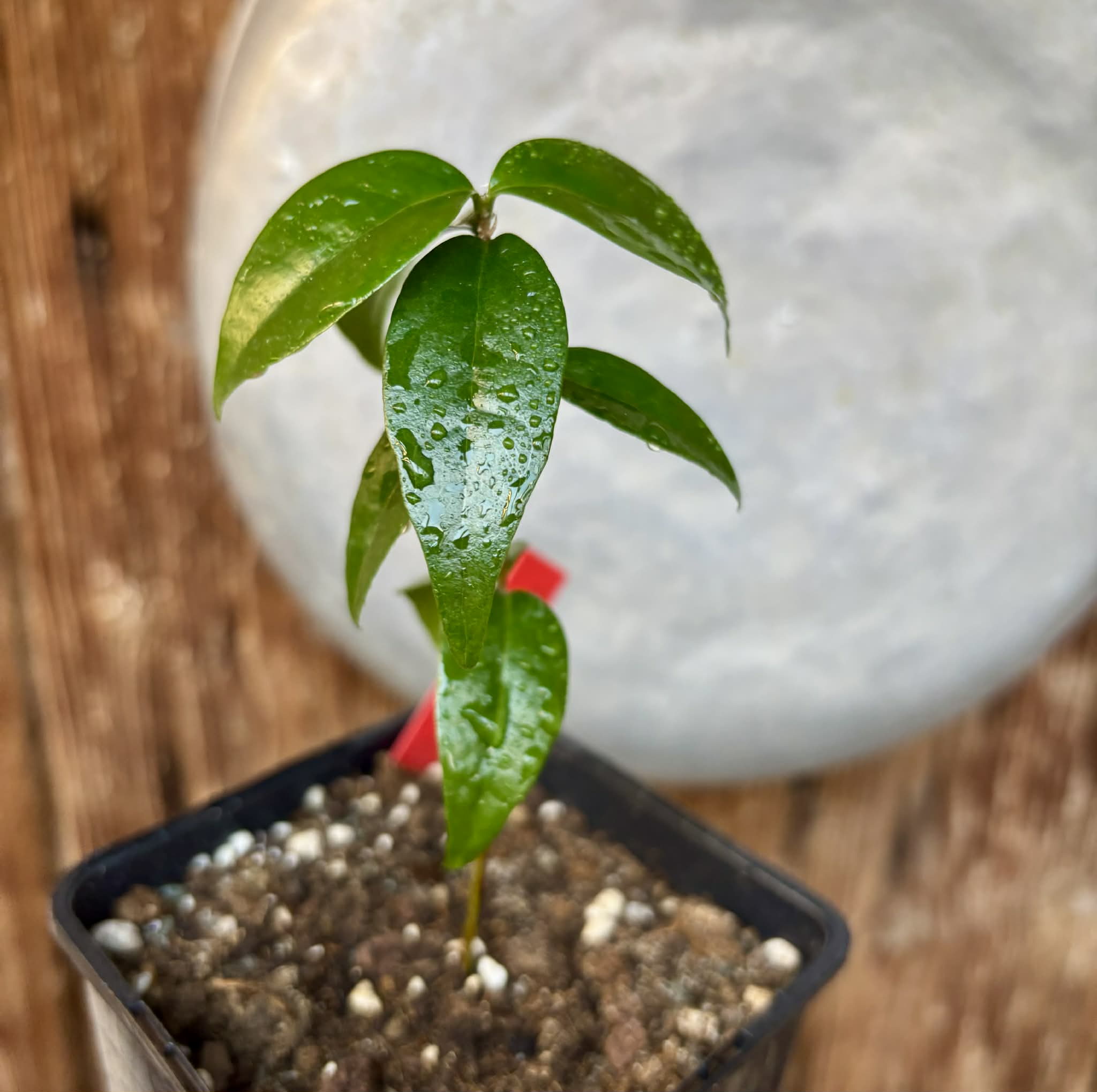 Eugenia uniflora var. Tutti Colore  - 1 spotted seedling / 1 getopfter Sämling