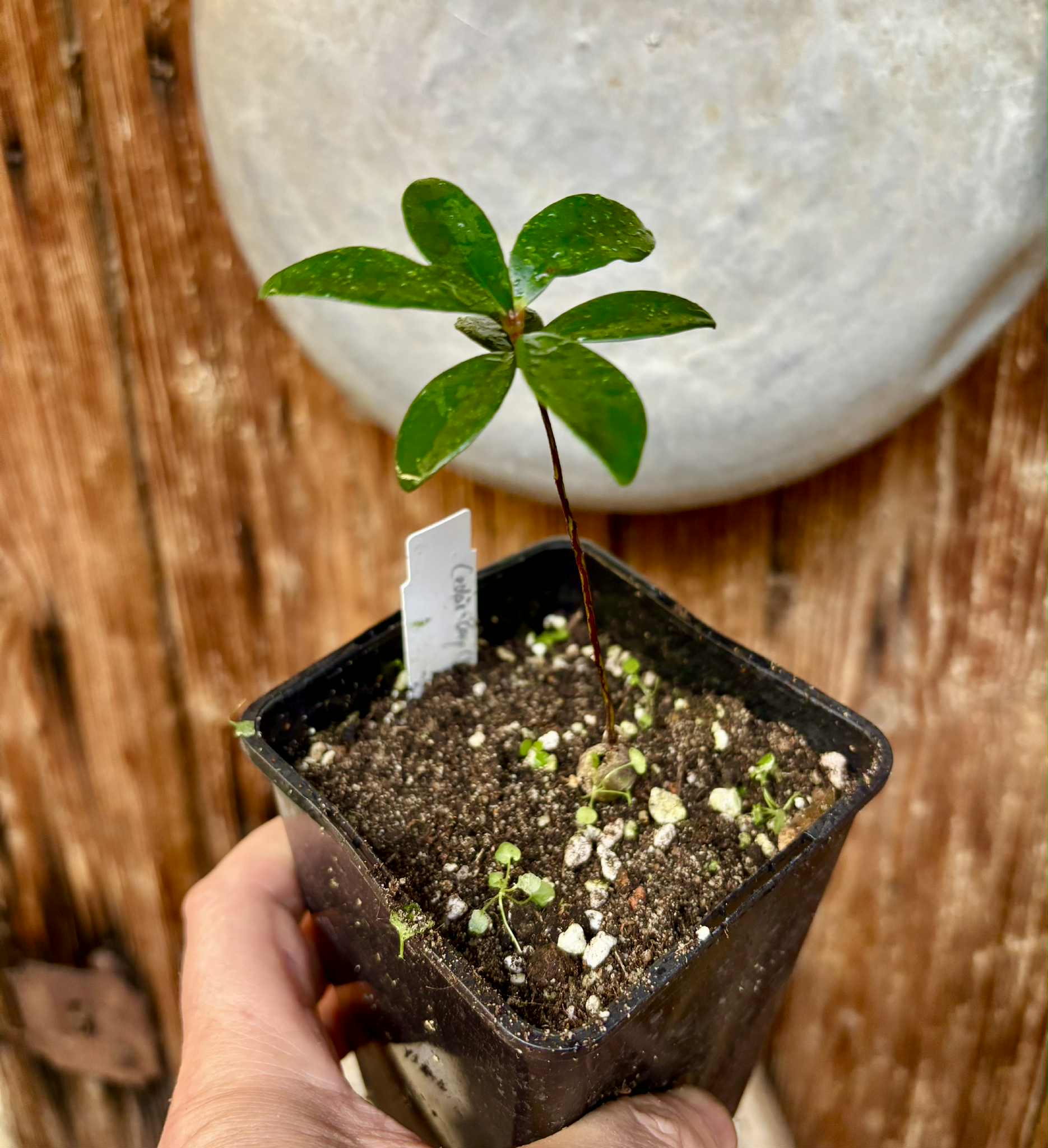 the Eugenia from Australia - Eugenia reinwardtiana - Cedarbay Cherry -  1 small potted seedling / 1 kleiner, getopfter Sämling