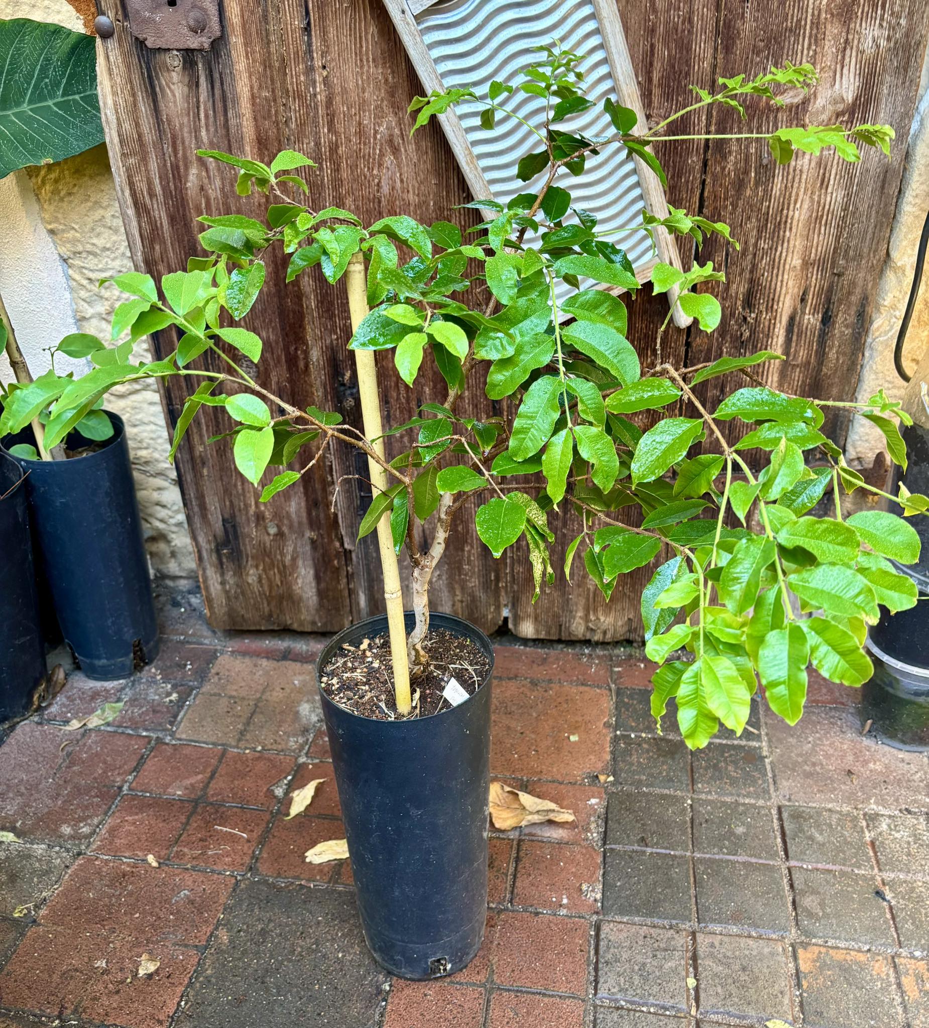 ready for fruits - Jaboticaba Escarlate / Scarlet  (Plinia aureana x Red Hybrid) - 1 potted plant / 1 getopfte Pflanze