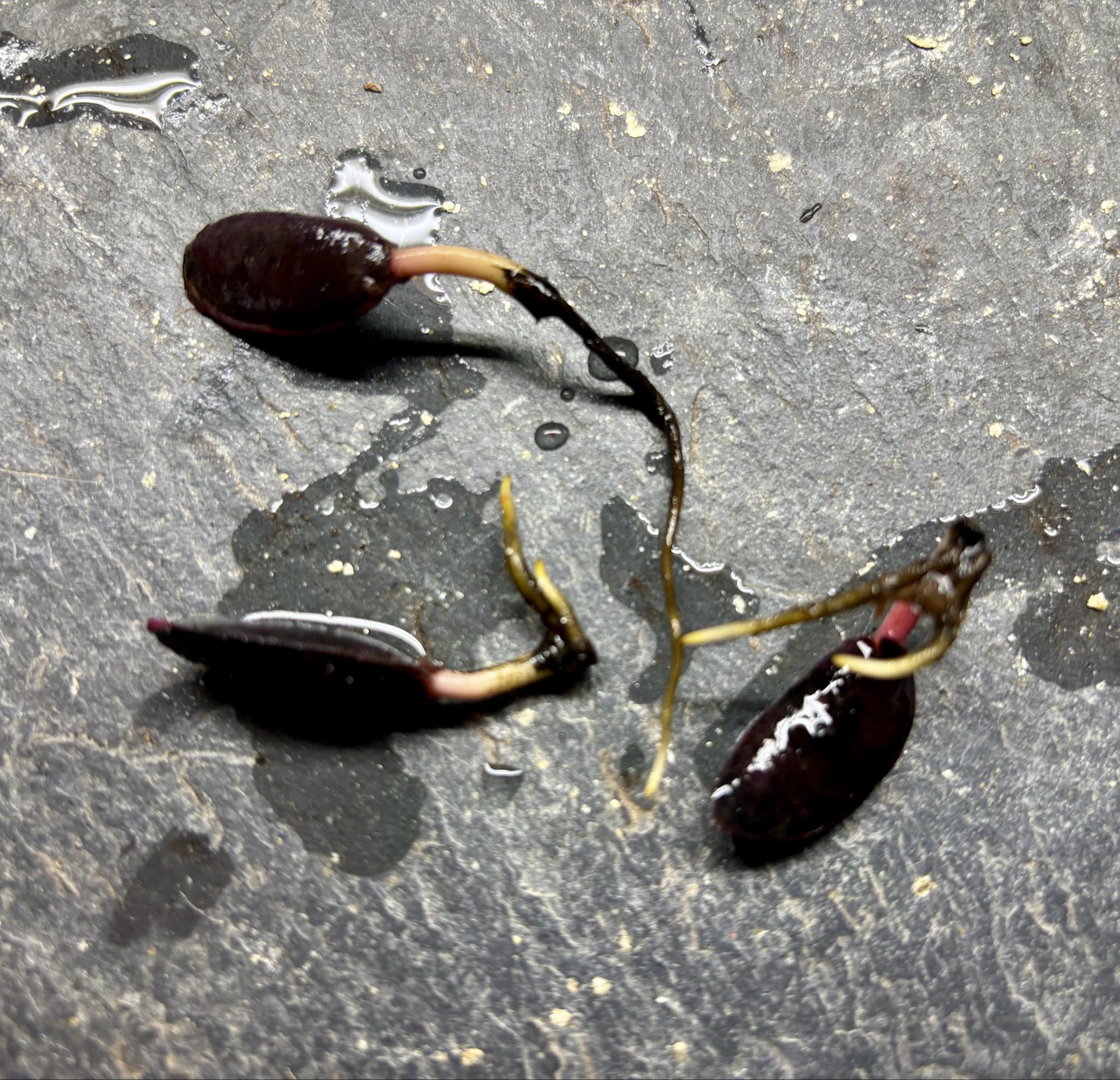 Diospyros hasseltii - 1 germinated seed / 1 gekeimter Samen Diospyros hasseltii - 1 germinated seed / 1 gekeimter Samen
