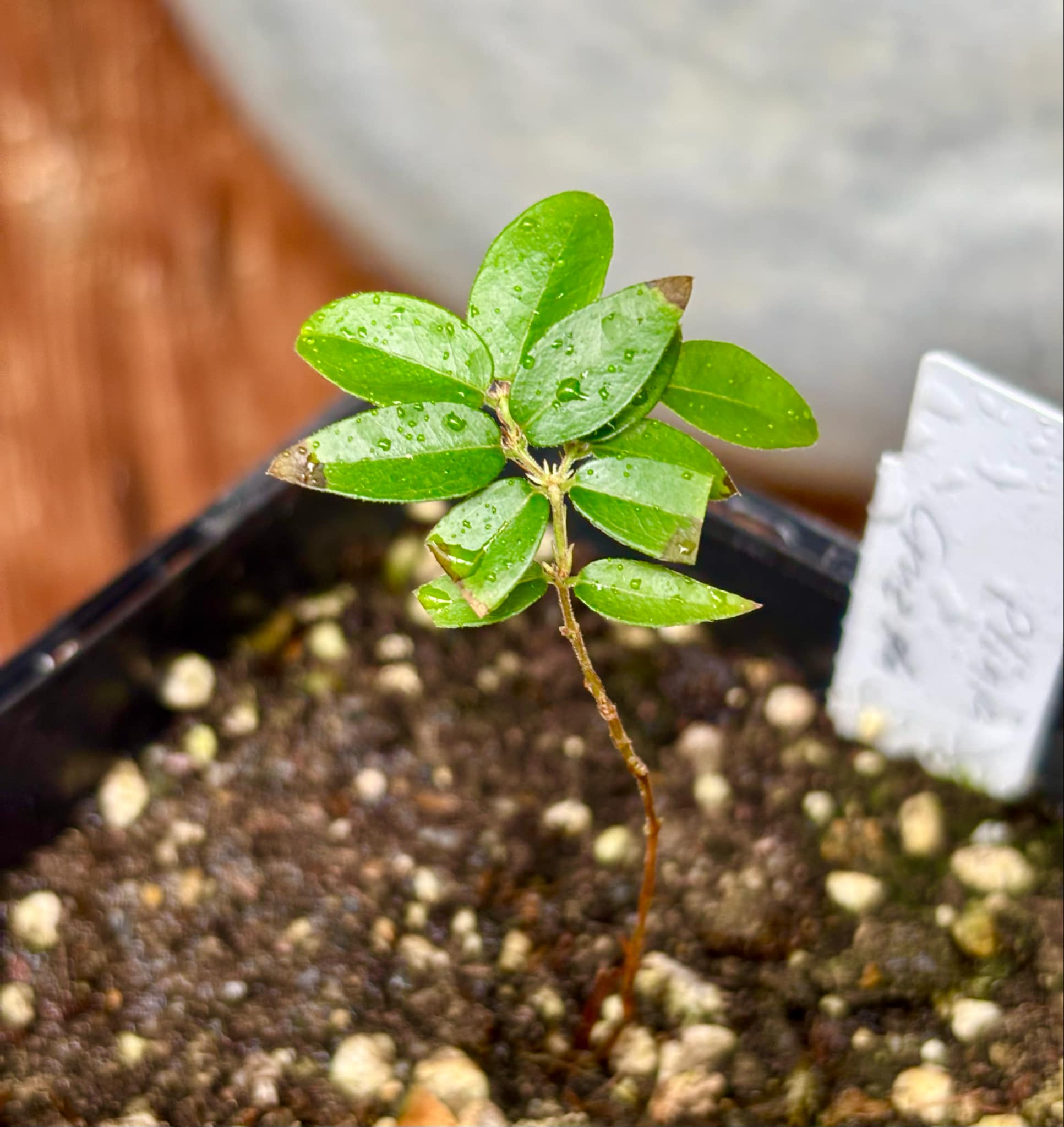 Plinia sp Cruz de Diamantina - 1 small potted plant/ 1 kleine, getopfte Pflanze