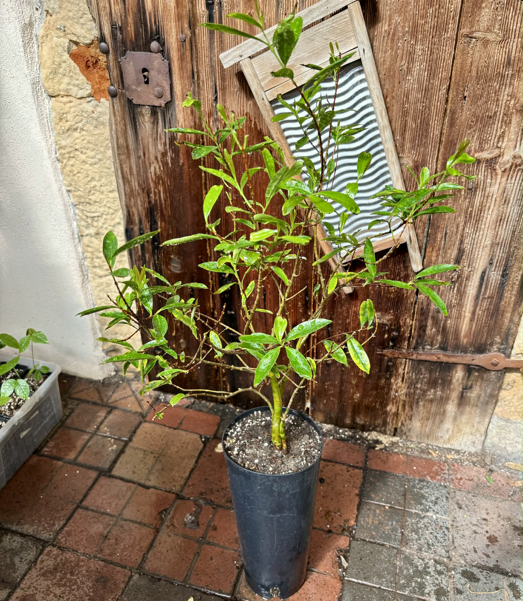 5 years old - Cherry of Rio Grande (Eugenia involucrata) - 1 potted plant / 1 getopfte Pflanze