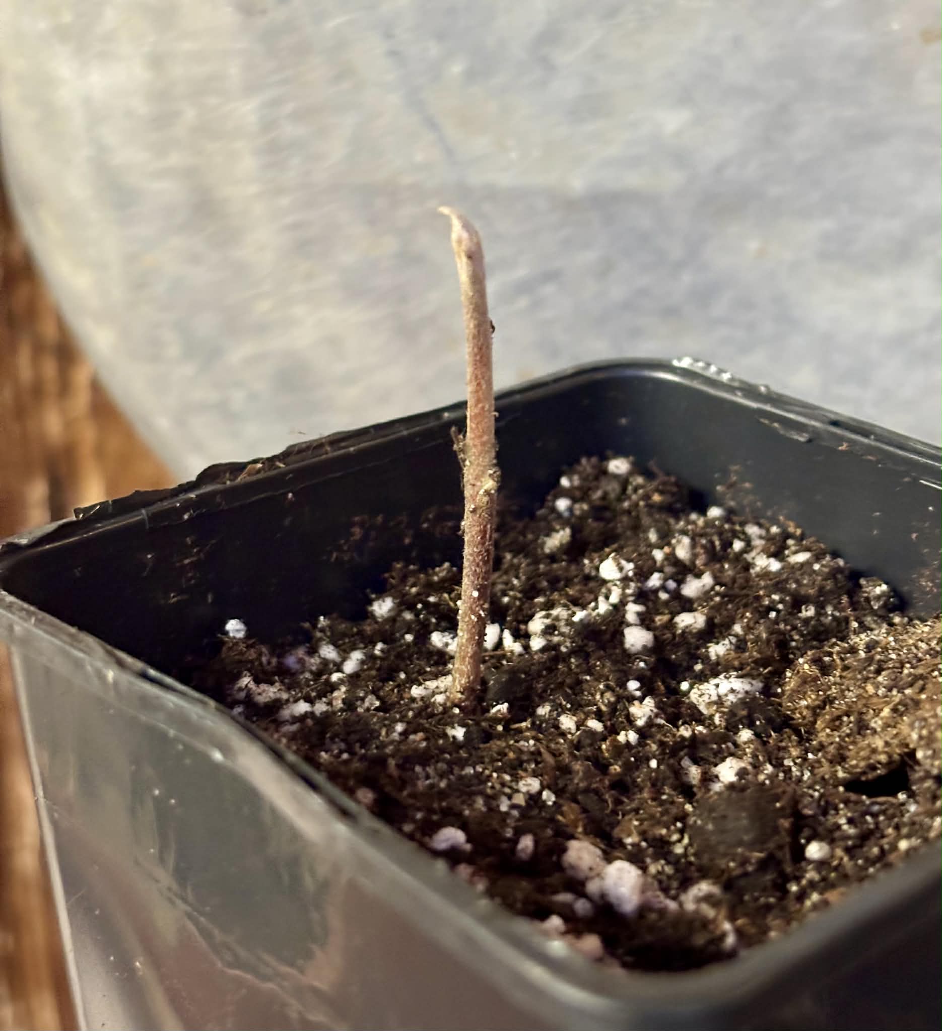 Pouteria glomerata - 1 potted seedling / 1 getopfter Sämling