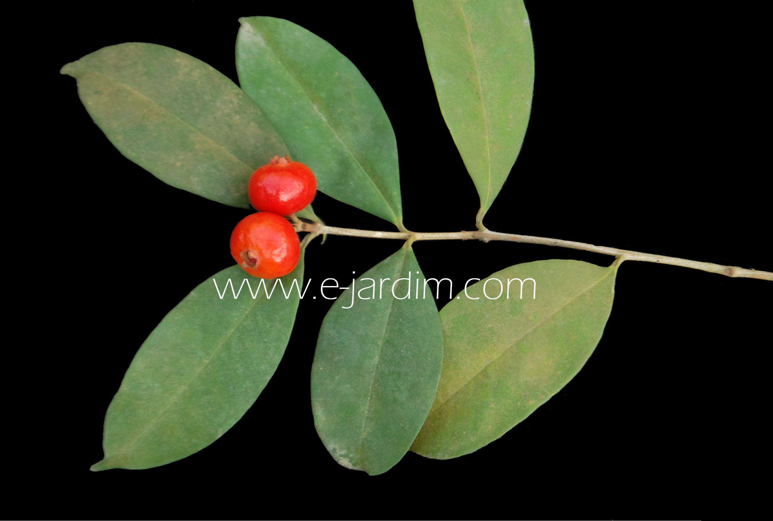 Eugenia pisiformis - Uvaia vermelha da mata - 1 fresh seed / 1 frischer Samen