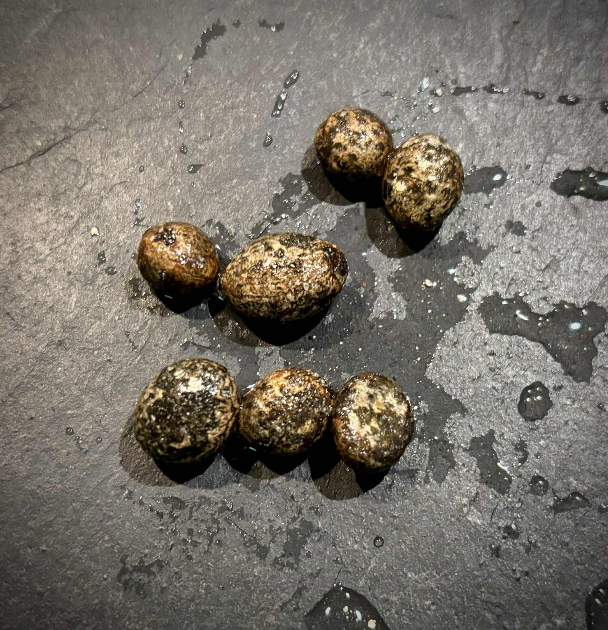 Mirinda (Eugenia sp Laranja do Rio de Janeiro) - 1 fresh seed / 1 frischer Samen