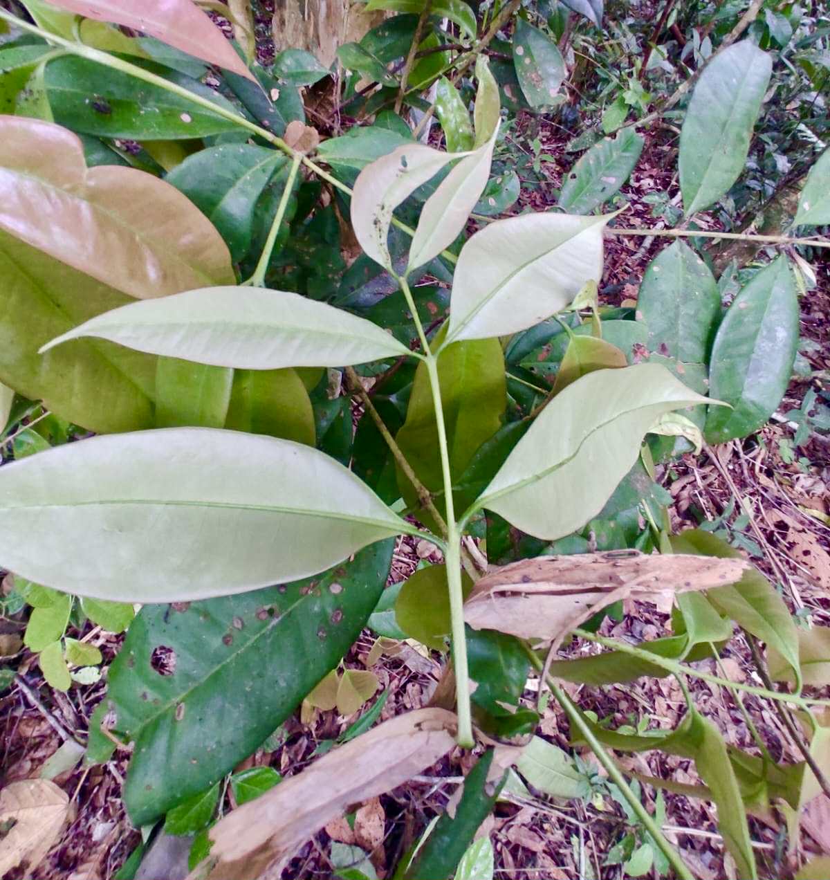 Eugenia sp Ametista - 1 fresh seed / 1 frischer Samen
