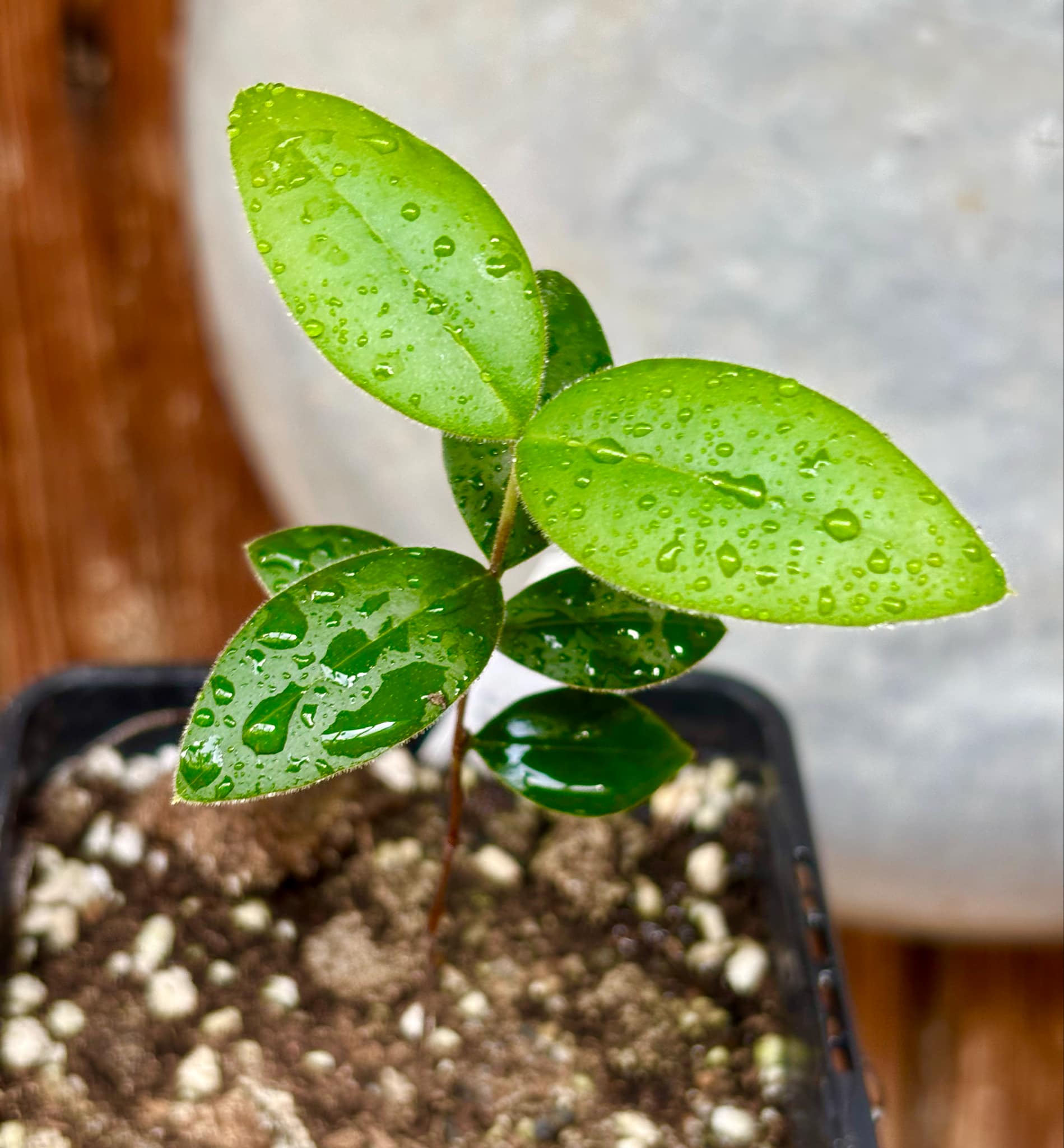 Myrcianthes pungens - Guabiju - 1 potted plant / 1 getopfte Pflanze Myrcianthes pungens - Guabiju - 1 potted plant / 1 getopfte Pflanze