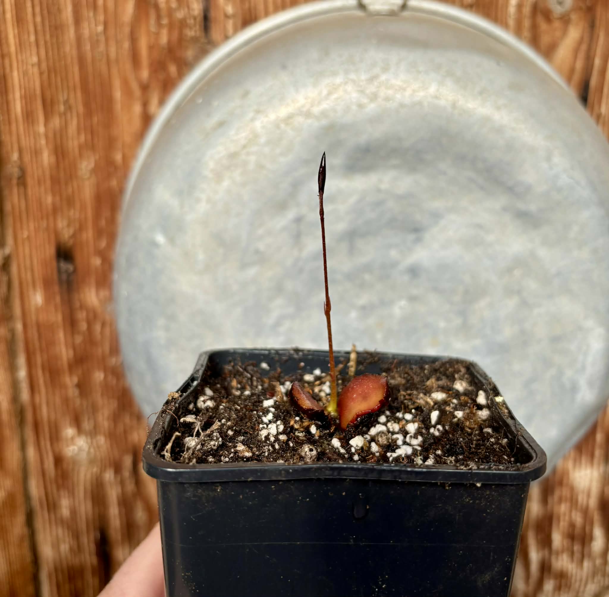 Plinia cf. humaitana - 1 potted seedling / 1 getopfter Sämling