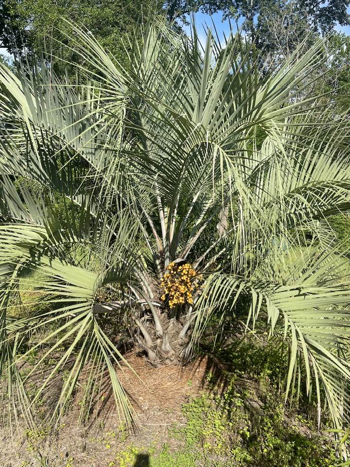 Jelly Palm (Butia odorata) -  1 potted plant / 1 getopfte Pflanze