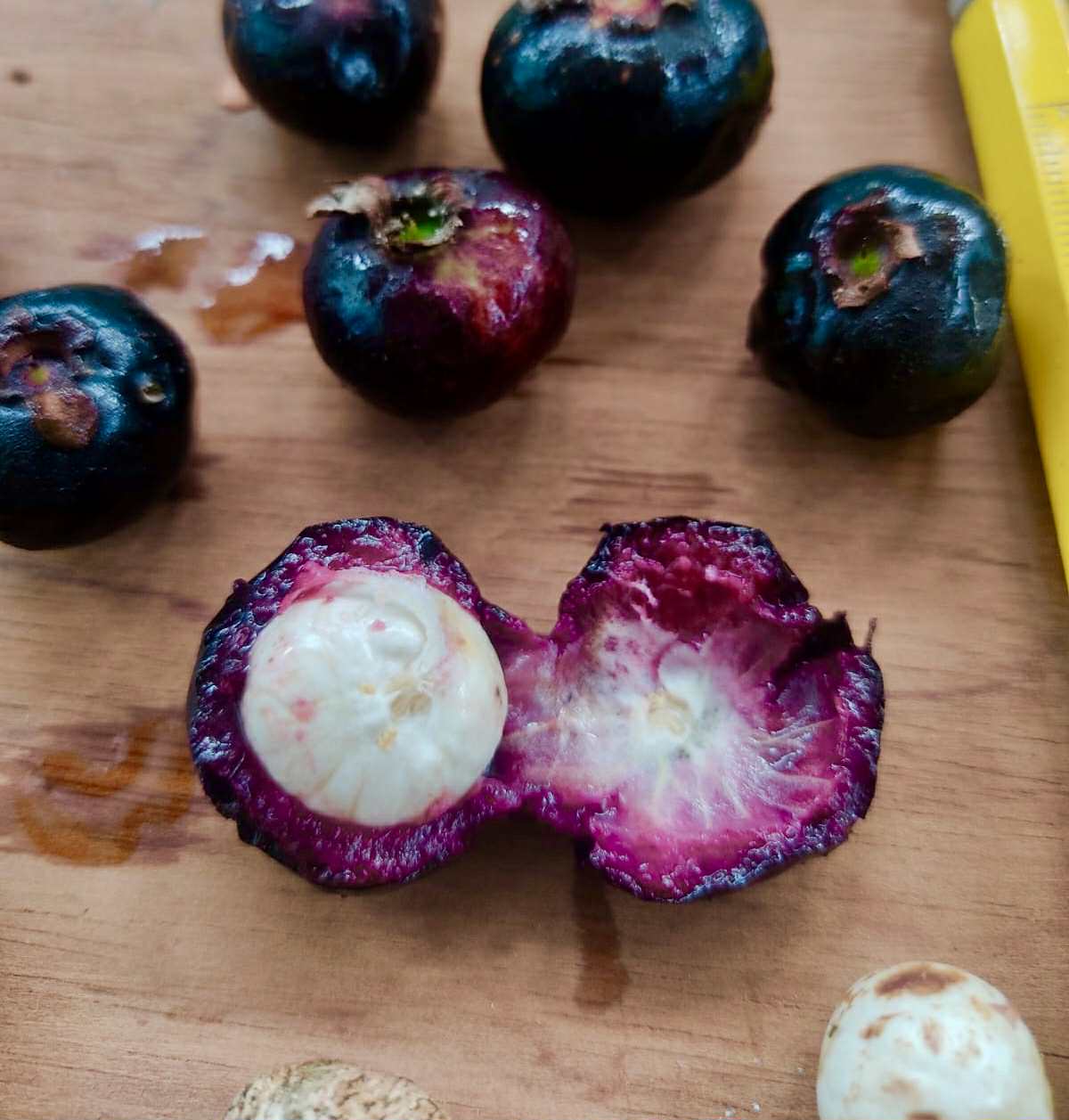 Eugenia sp Ametista - 1 fresh seed / 1 frischer Samen