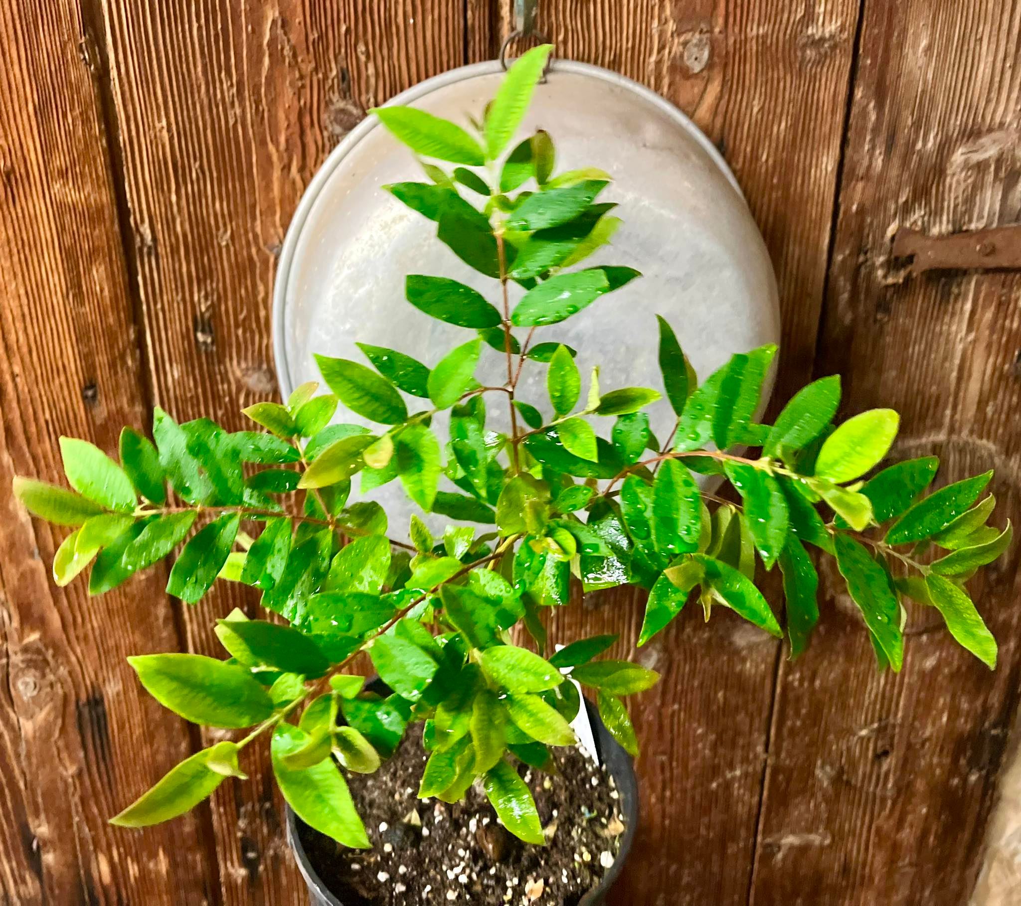 Eugenia sp leitonii 1 seedling / 1 Sämling