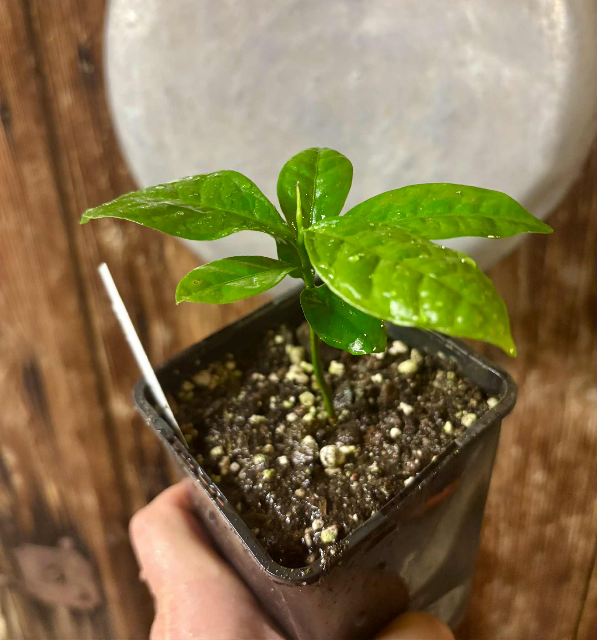 Cymbopetalum brasiliensis - 1 potted seedling / 1 getopfter Sämling