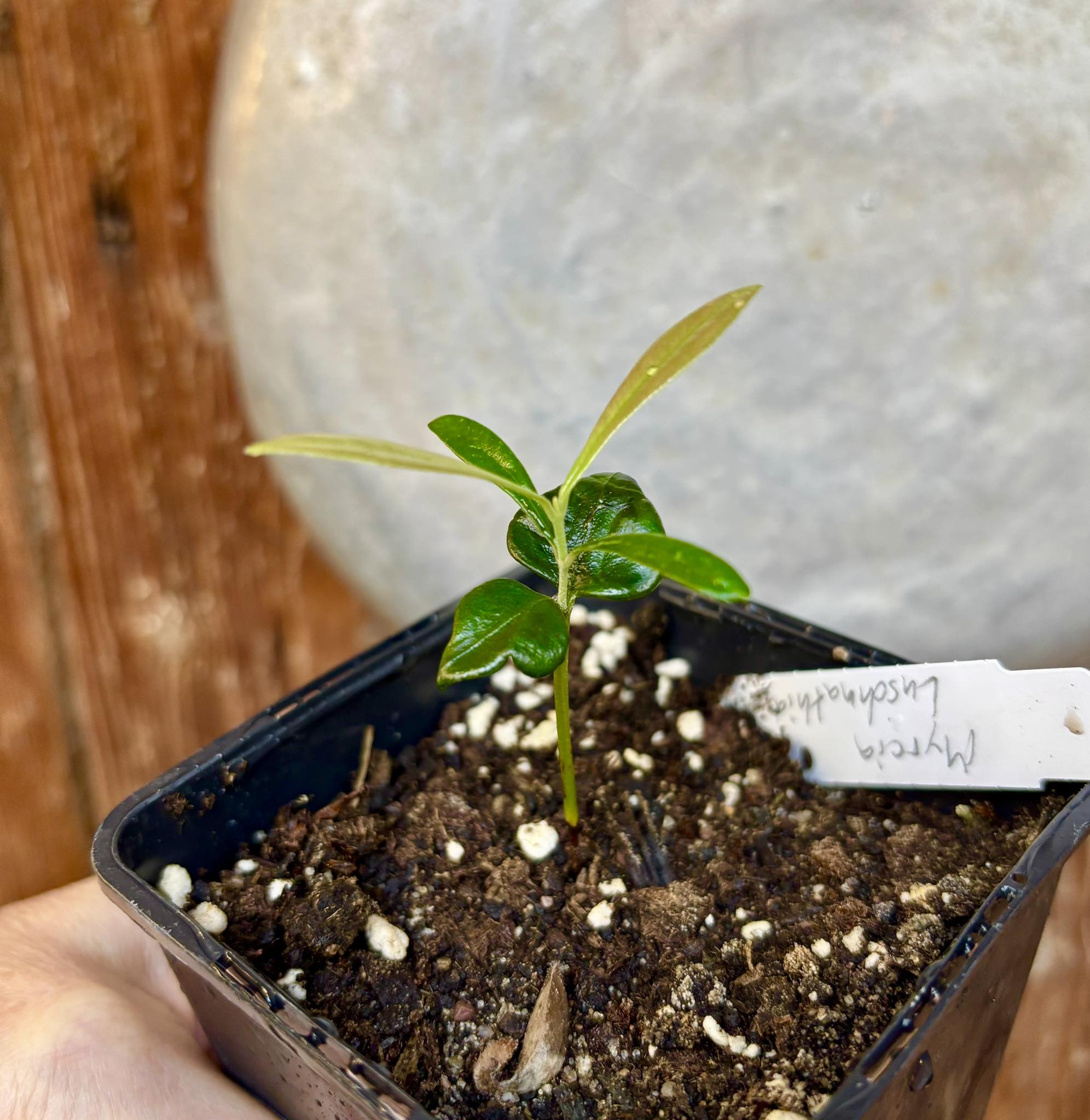 Myrcia luschnathiana -  1 small potted seedling / 1 kleiner, getopfter Sämling