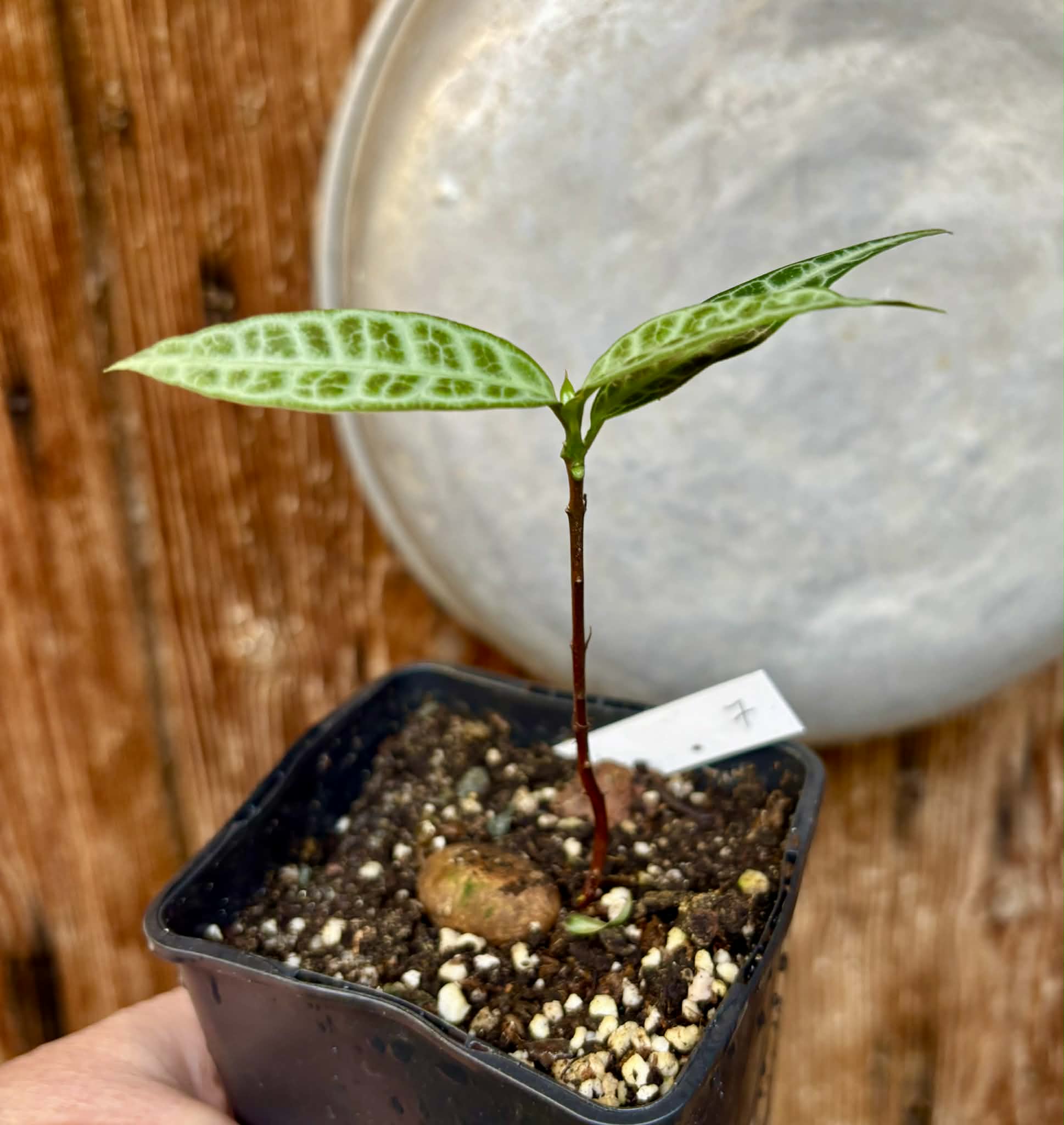 Eugenia sp Labisia Nr. 7 -  1 potted plant / 1 getopfte Pflanze