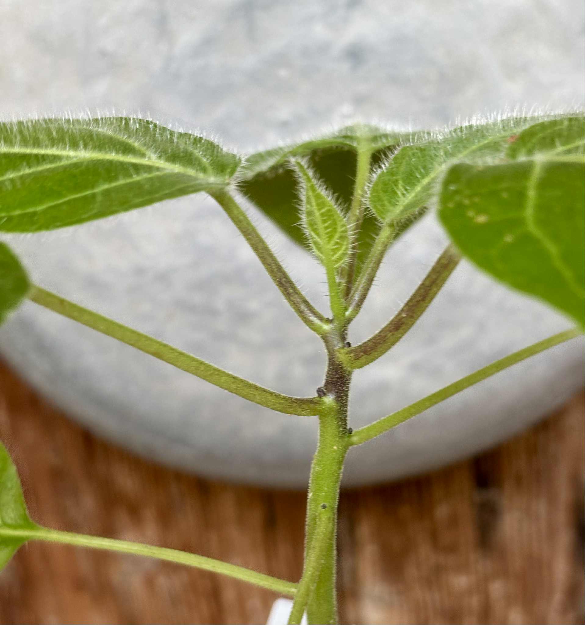 Solanum sibundoyense - 1 potted seedling / 1 getopfter Sämling