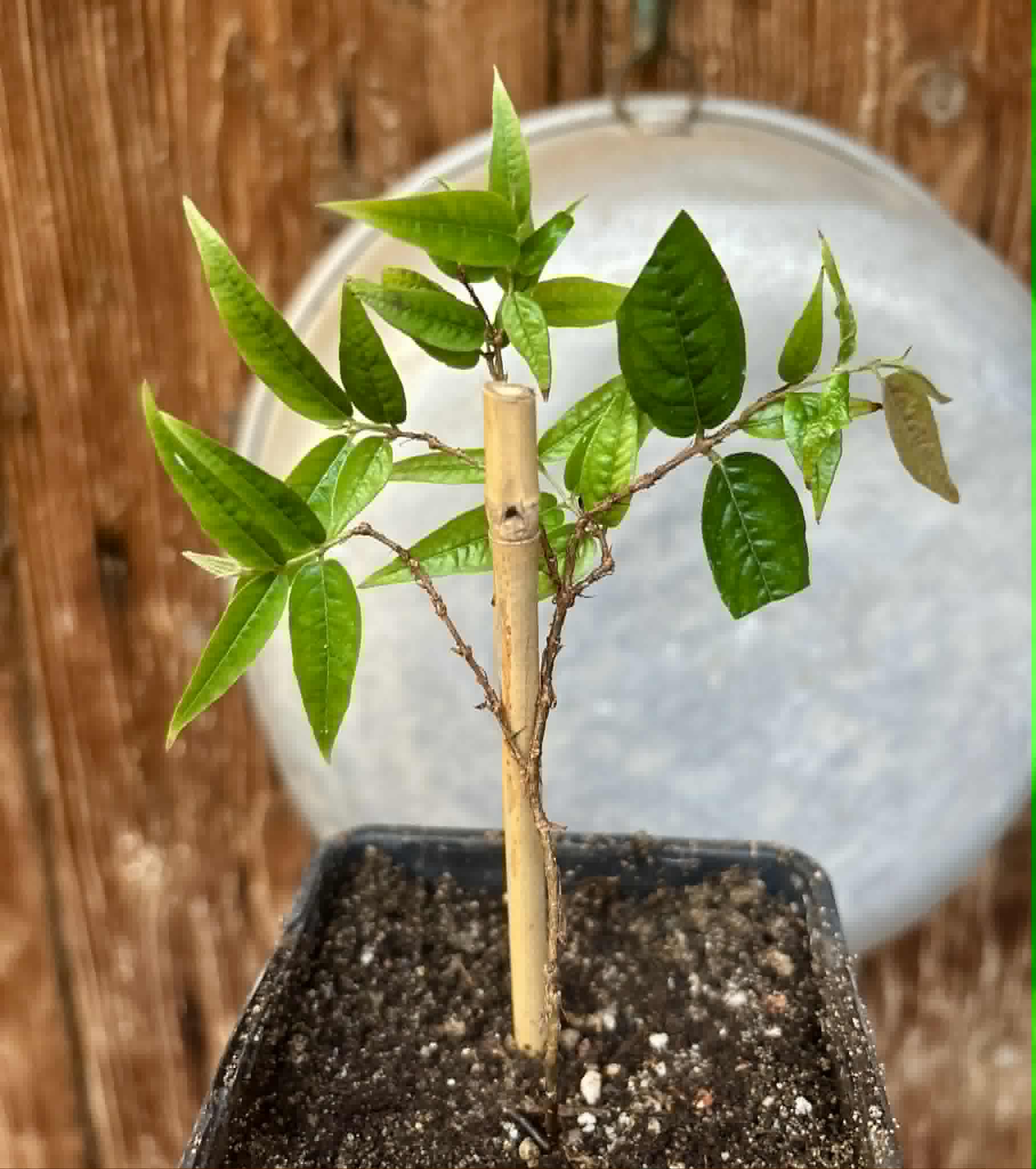 Plinia spiritosantensis var. Mucuri Velvet - 1 potted plant/ 1 getopfte Pflanze
