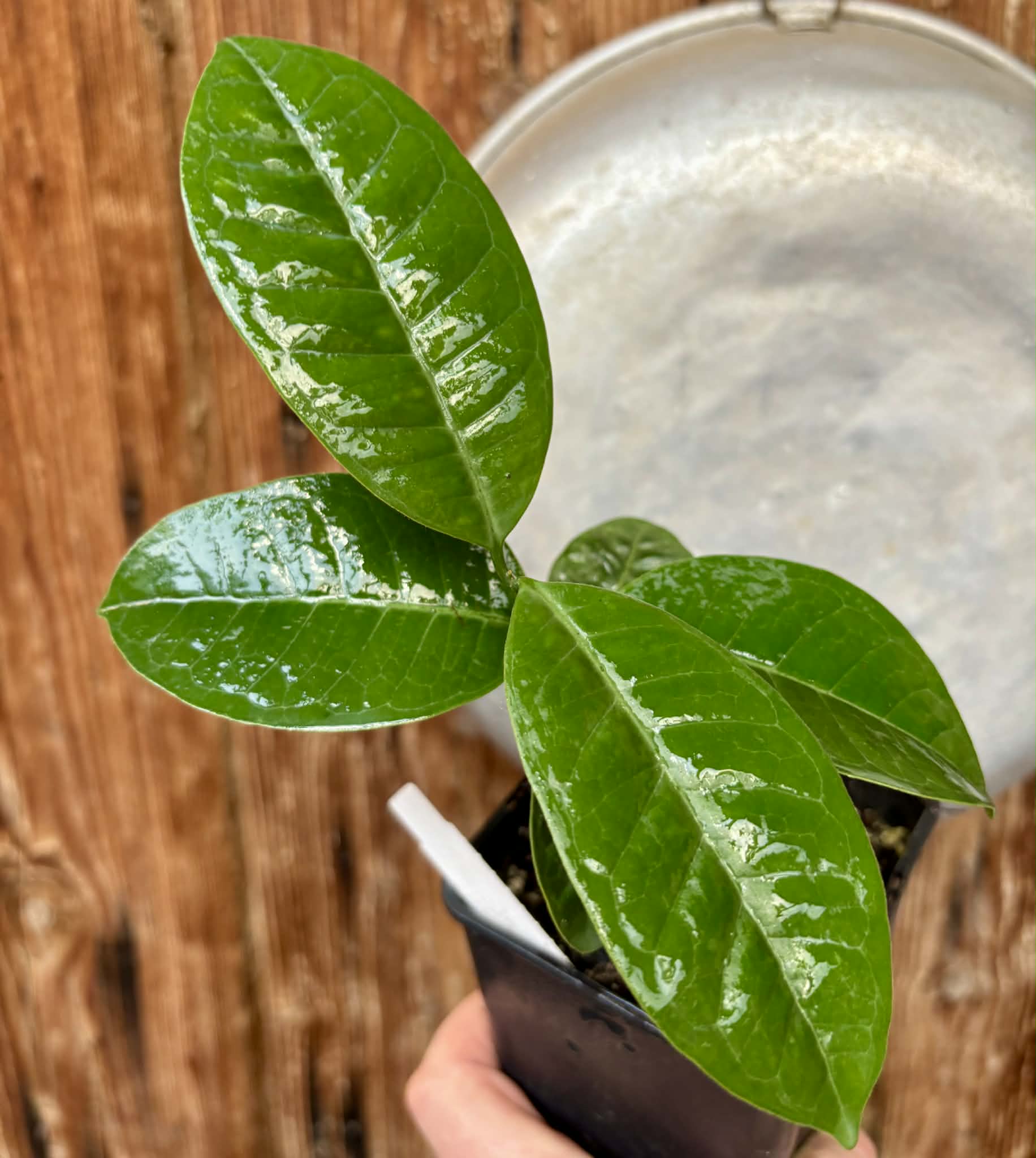 Eugenia bahiensis  - 1 potted plant / 1 getopfte Pflanze