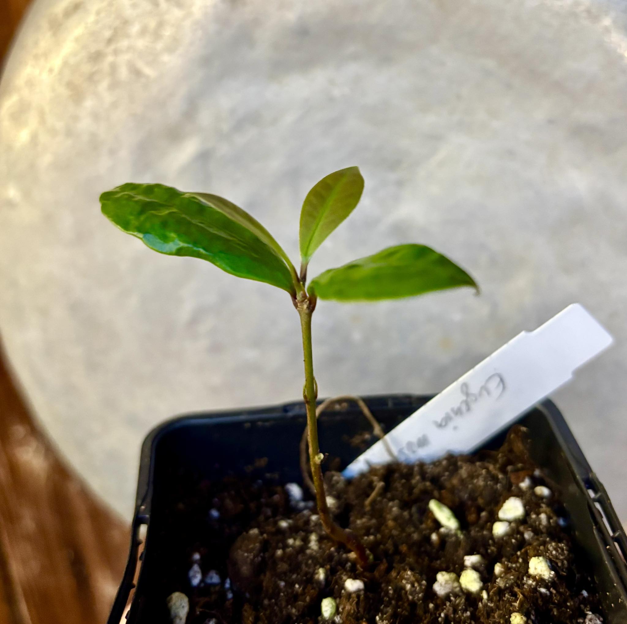 Eugenia mosenii -  1 small potted seedling / 1 kleiner, getopfter Sämling