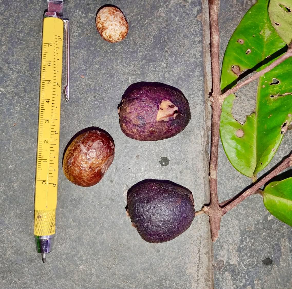 Pre Order - Eugenia mandioccensis -  1 fresh seed / 1 frischer Samen