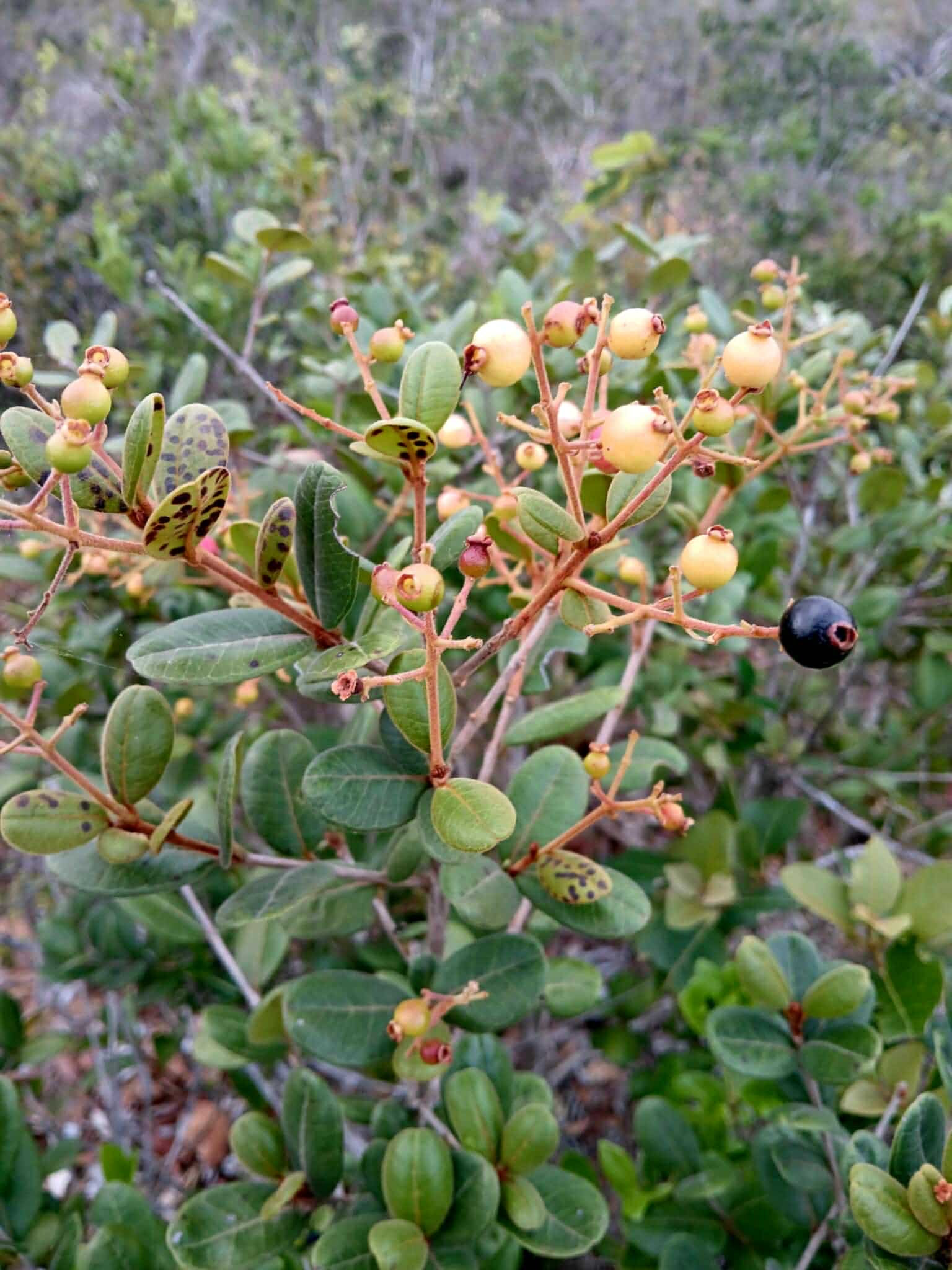 Myrcia sp Diamantina -  1 germinated seed / 1 gekeimter Samen