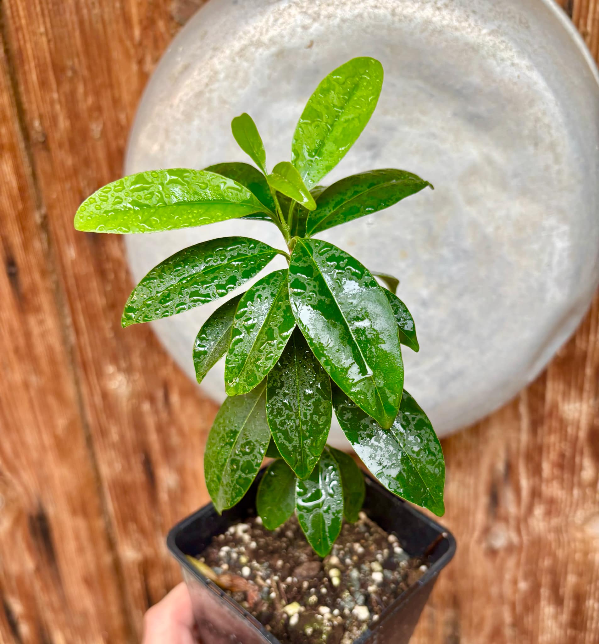 Eugenia dichroma - Pitanga Fanta - 1 potted seedling / 1 getopfter Sämling
