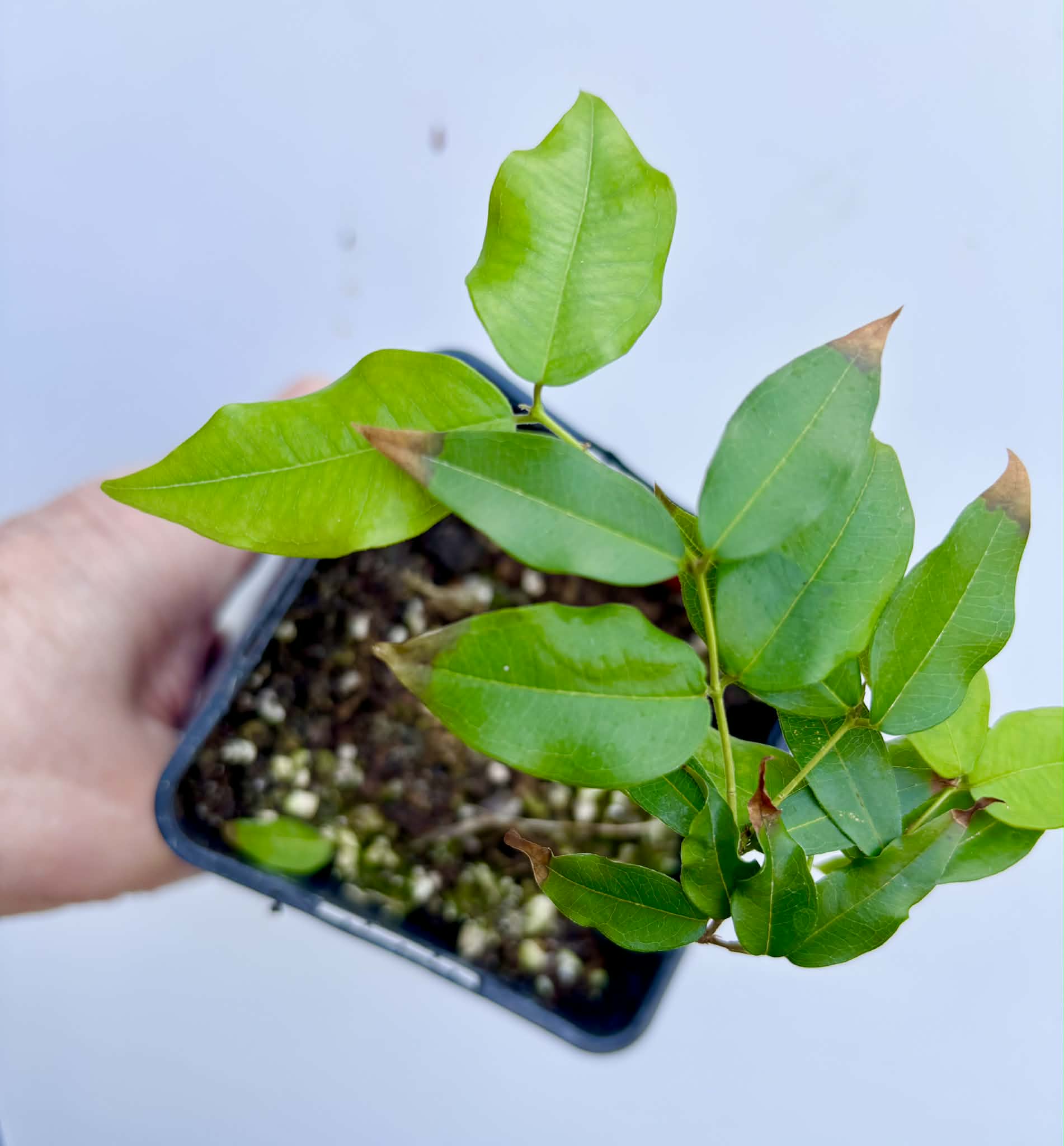 Plinia sp. do Frade - 1 potted seedling / 1 getopfter Sämling