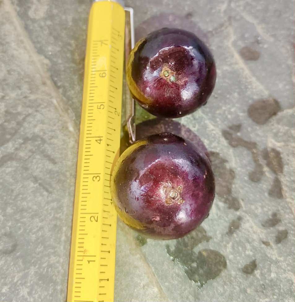 Plinia sp. do Frade - 1 fresh seed / 1 frischer Samen