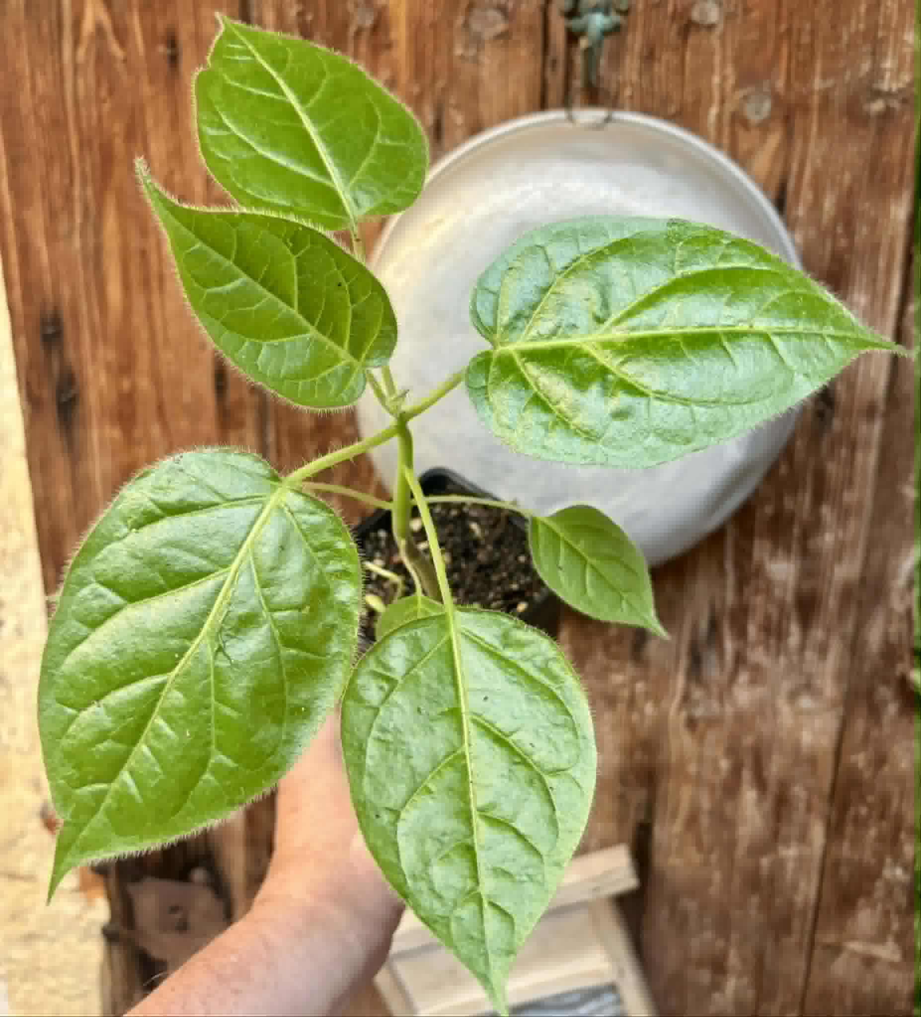 Solanum sibundoyense - 1 potted plant / 1 getopfte Pflanze