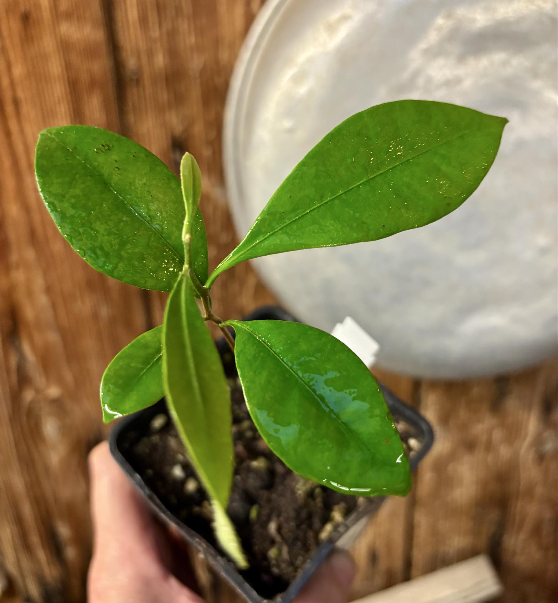 Pouteria cuspidata  -  1 potted seedling / 1 getopfter Sämling