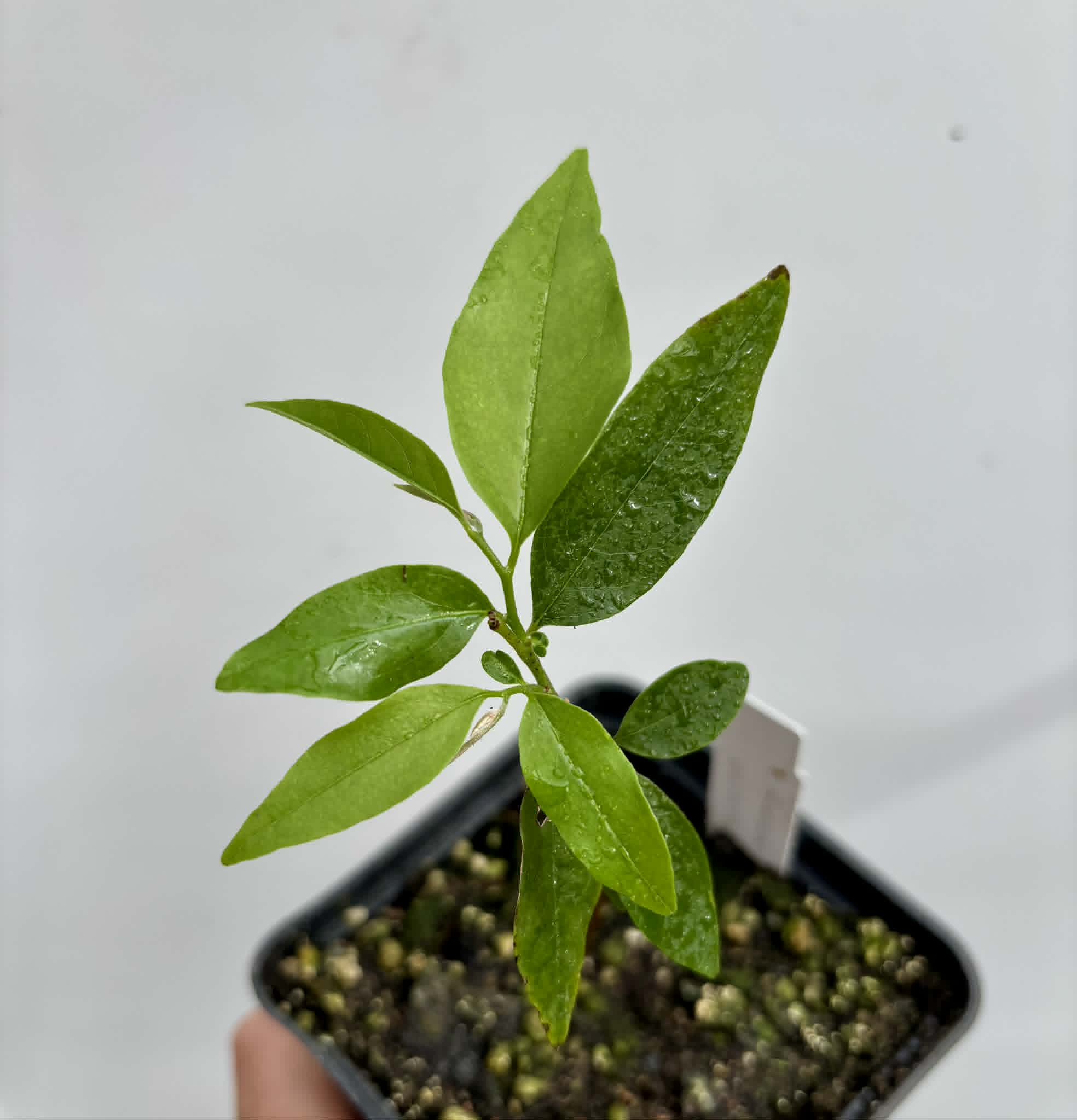 Annona exsucca - 1 potted seedling / 1 getopfter Sämling