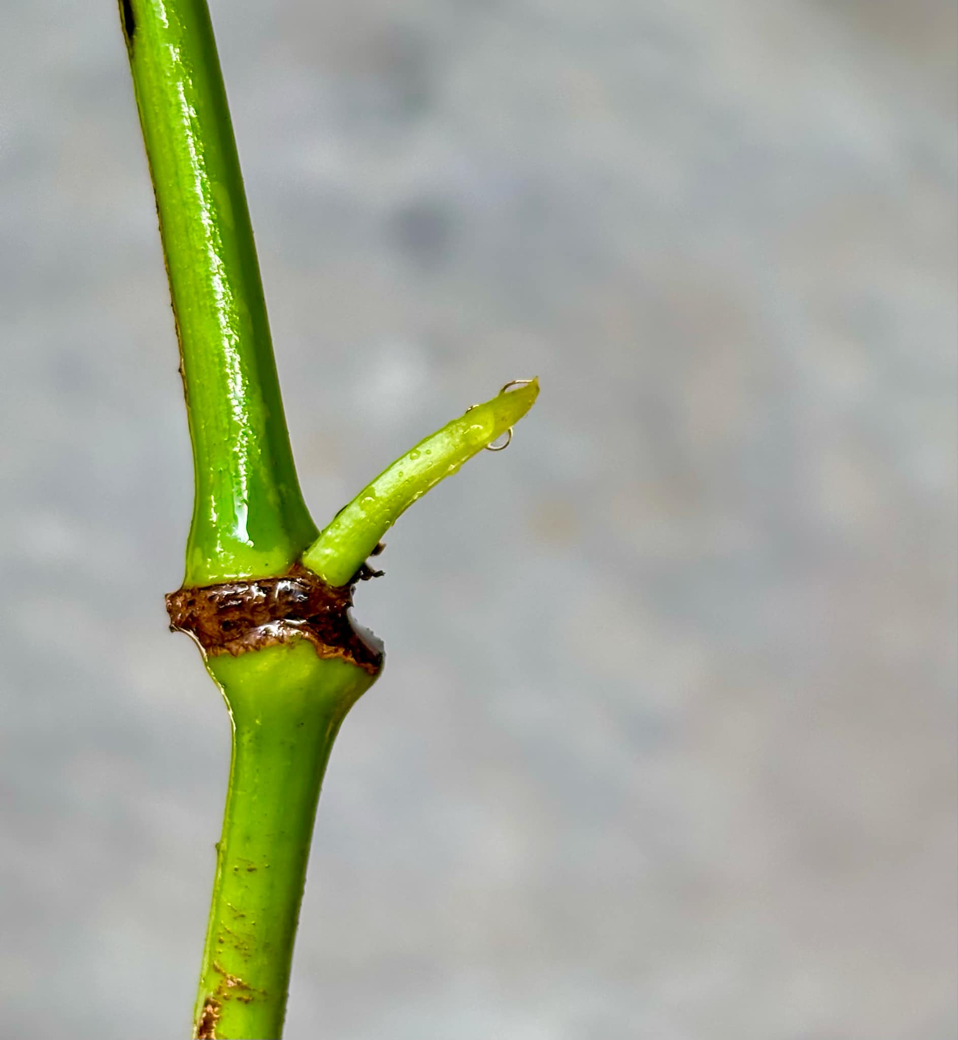 Sarawak Pepper  (Piper nigrum) - 1 potted plant / 1 getopfte Pflanze