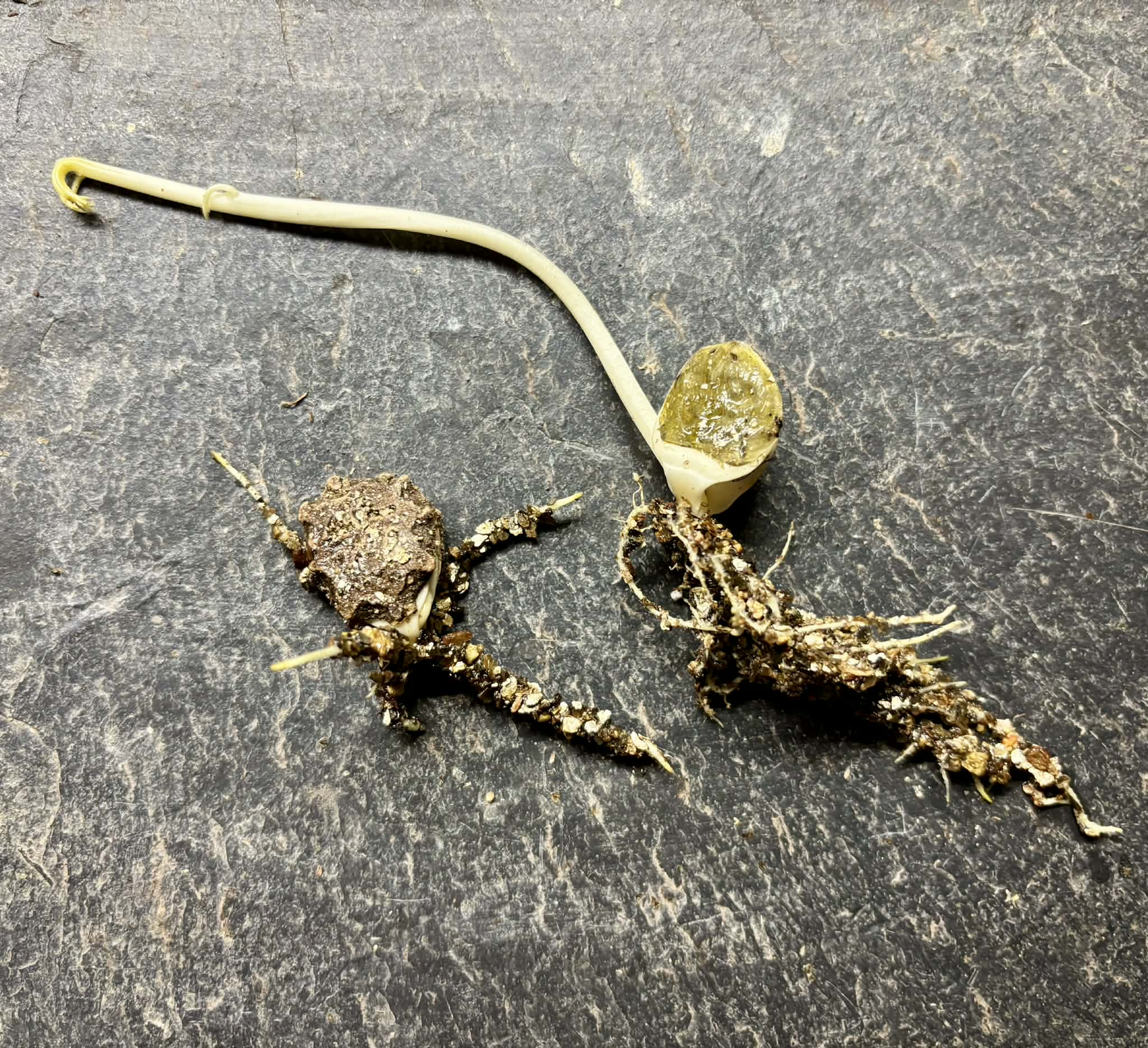 Momordica cochinchinensis - Gac fruit - 2 germinated seeds / 2 gekeimte Samen