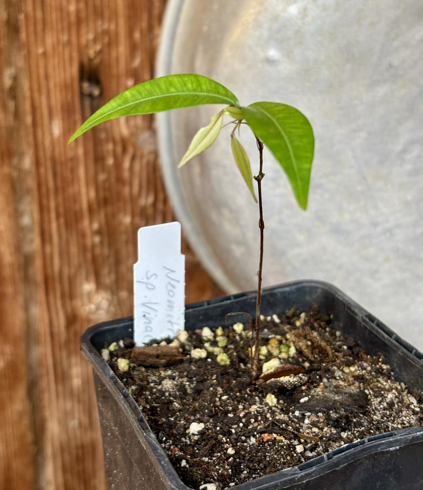 Neomitranthes sp Vinaceo - 1 potted seedling / 1 getopfter Sämling