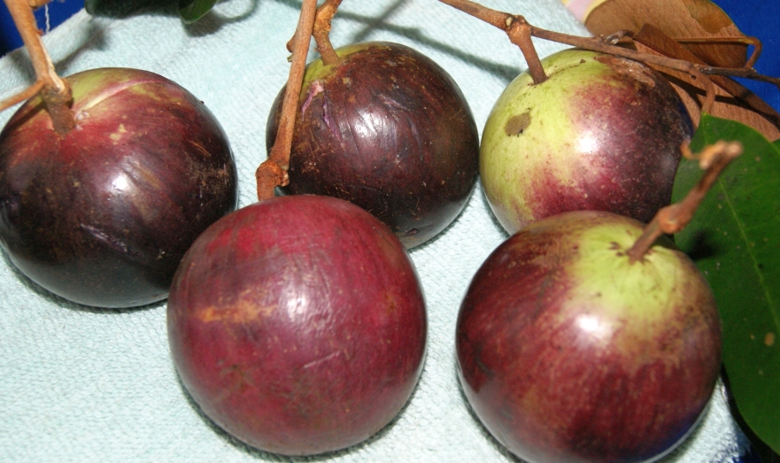 Star Apple - Chrysophyllum cainito - 1 fresh seed / 1 frischer Samen