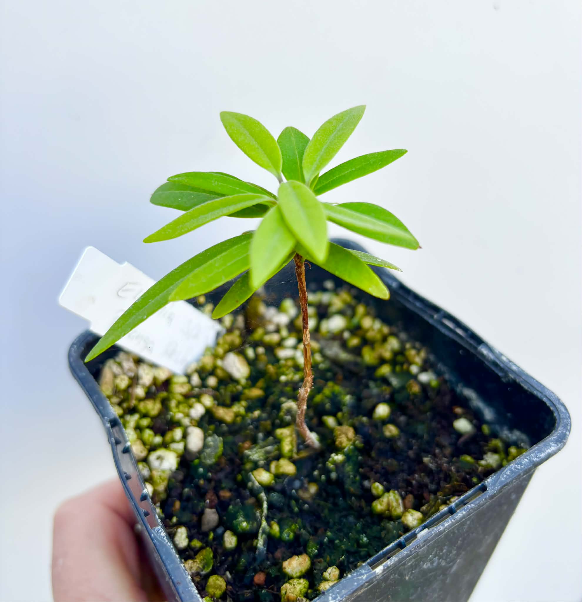 Eugenia sp Pitanga Restinga - 1 potted seedling / 1 getopfter Sämling