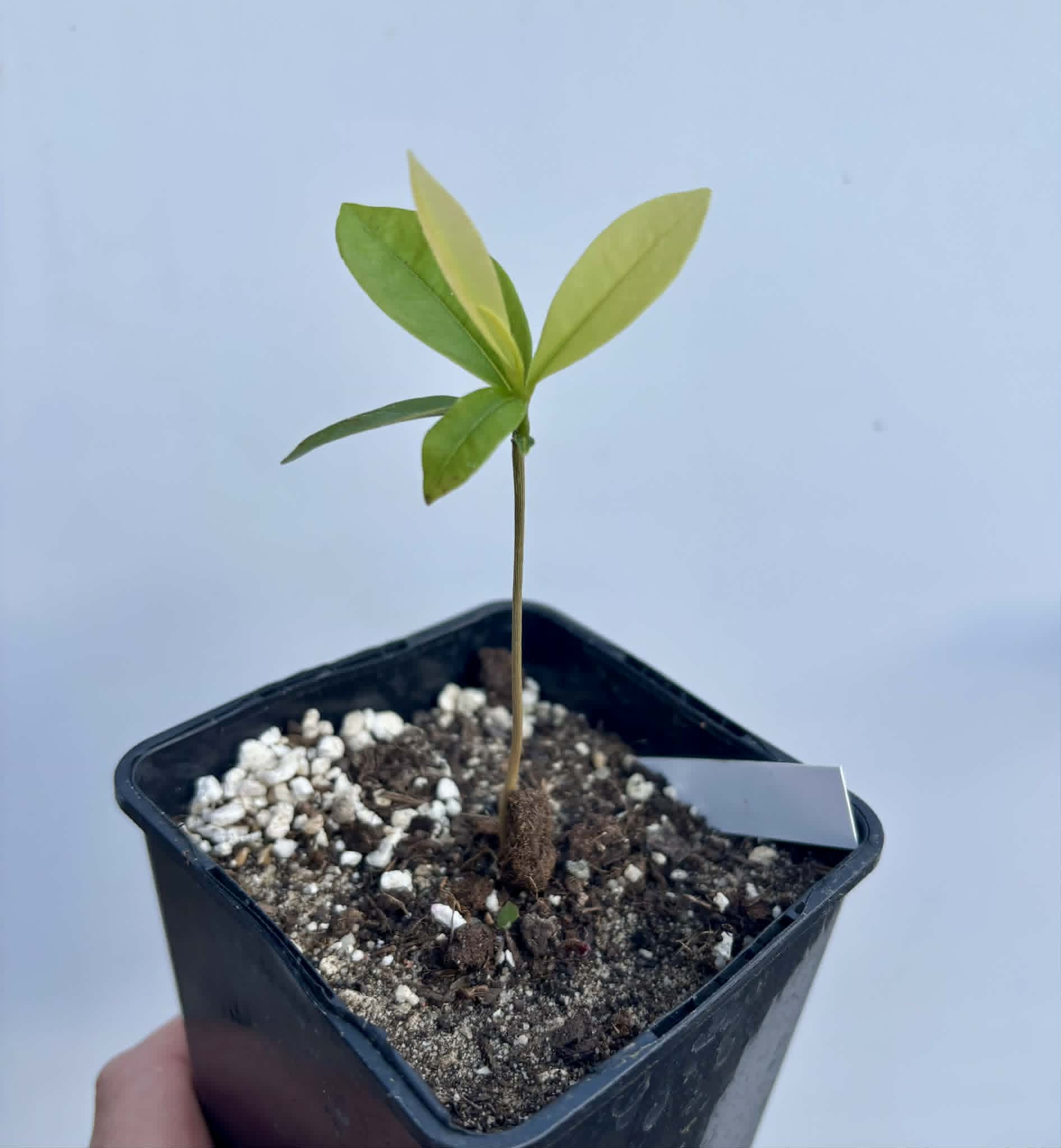 Duguetia sp Ceara - 1 potted seedling / 1 getopfter Sämling