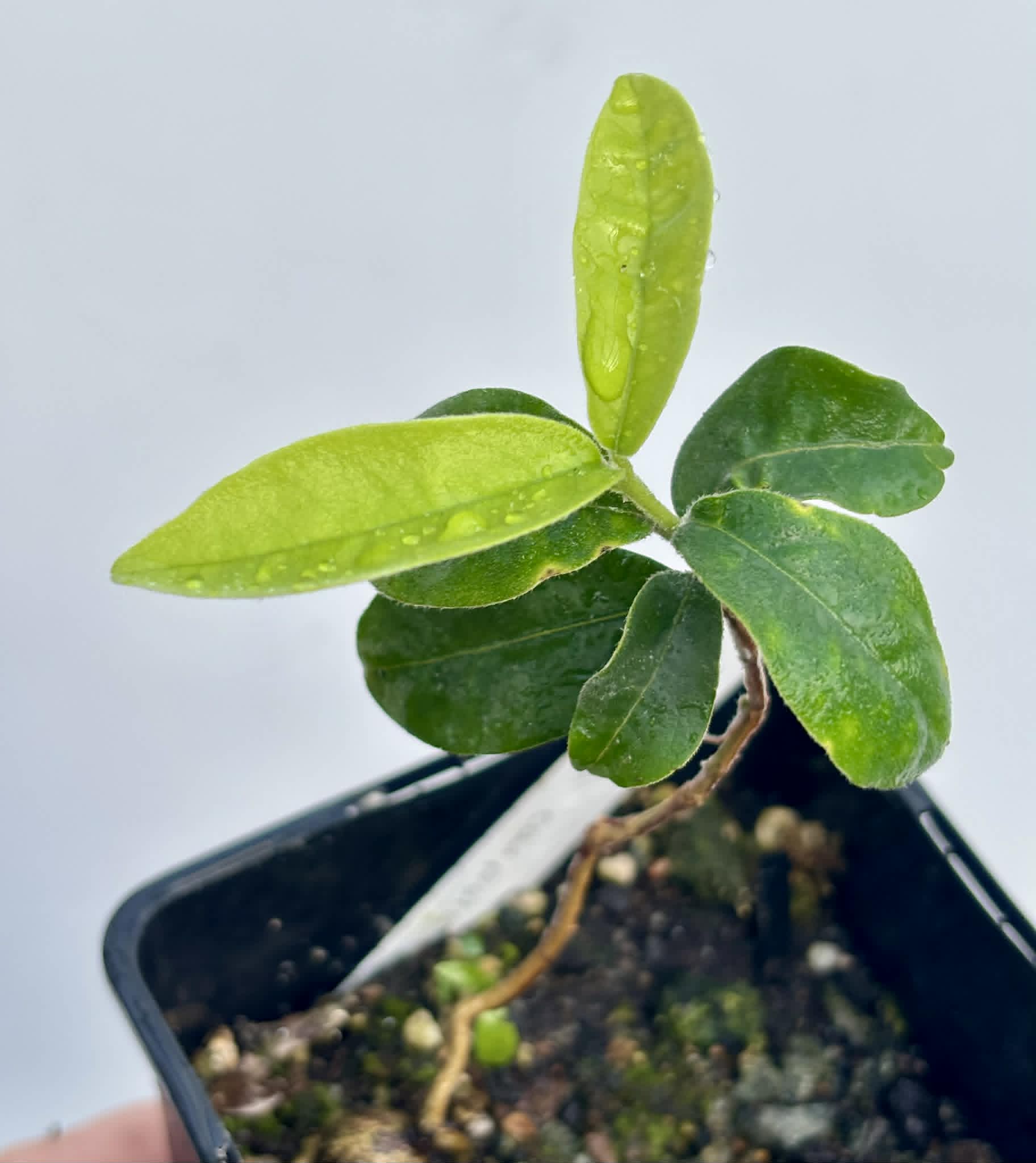 Eugenia caipora BIG -  1 potted plant / 1 getopfte Pflanze