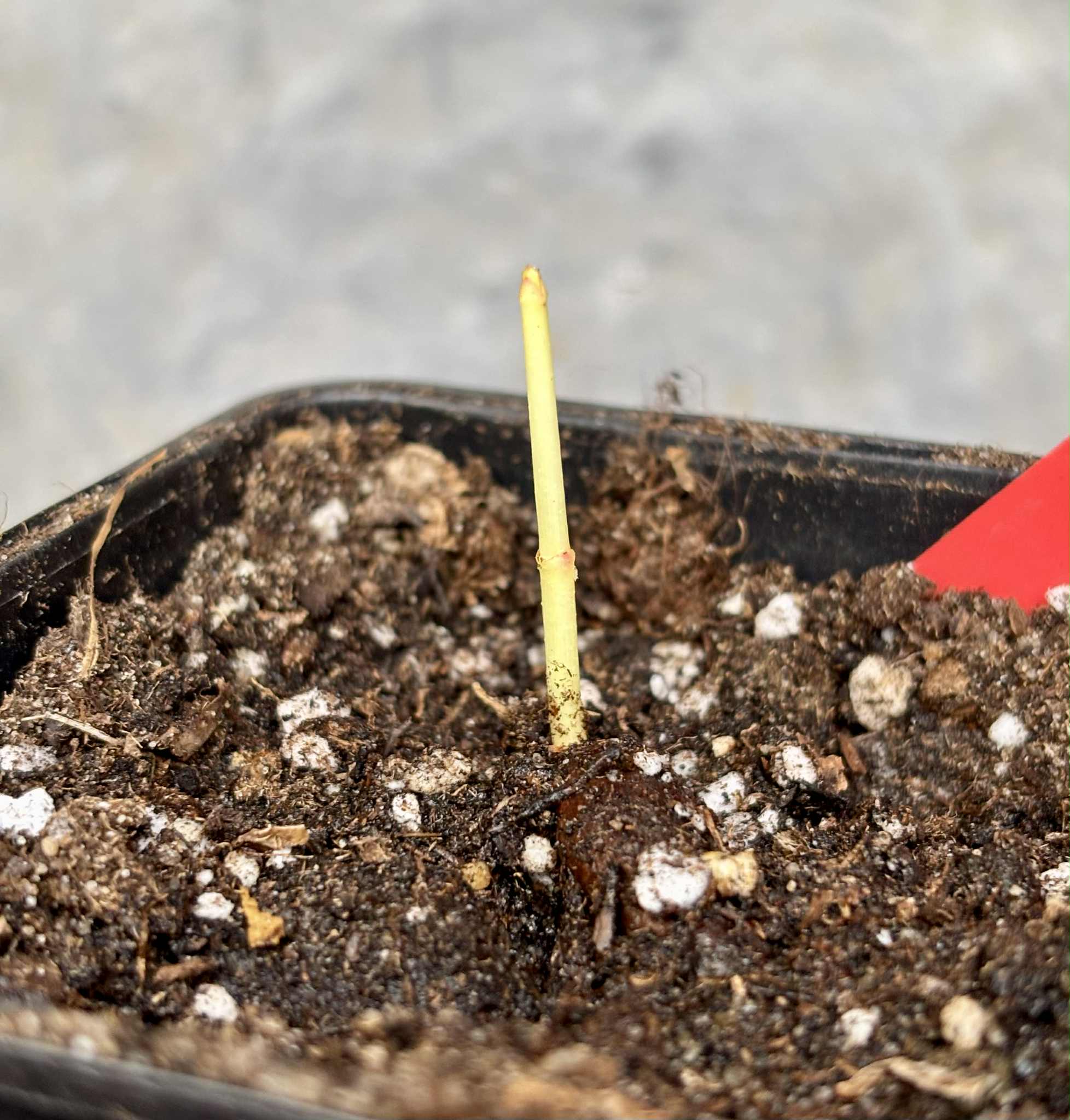 Garcinia madruno - 1 potted seedling / 1 getopfter Sämling