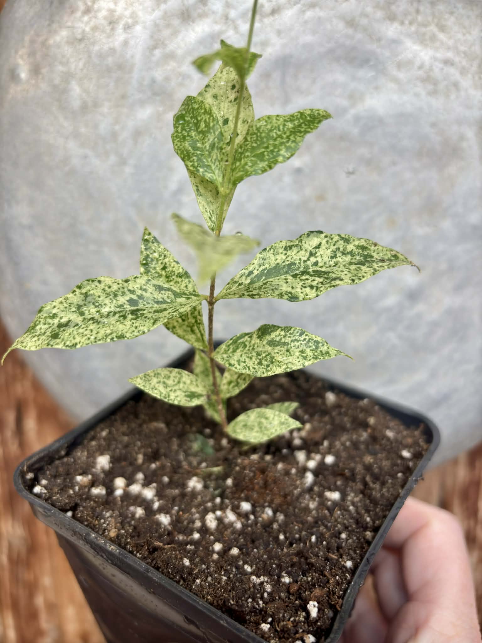 Nr.1 from flowering mother plant - variegated Acerola (Malpighia glabra) - 1 potted rooted cutting / 1 getopfter, bewurzelter Steckling 