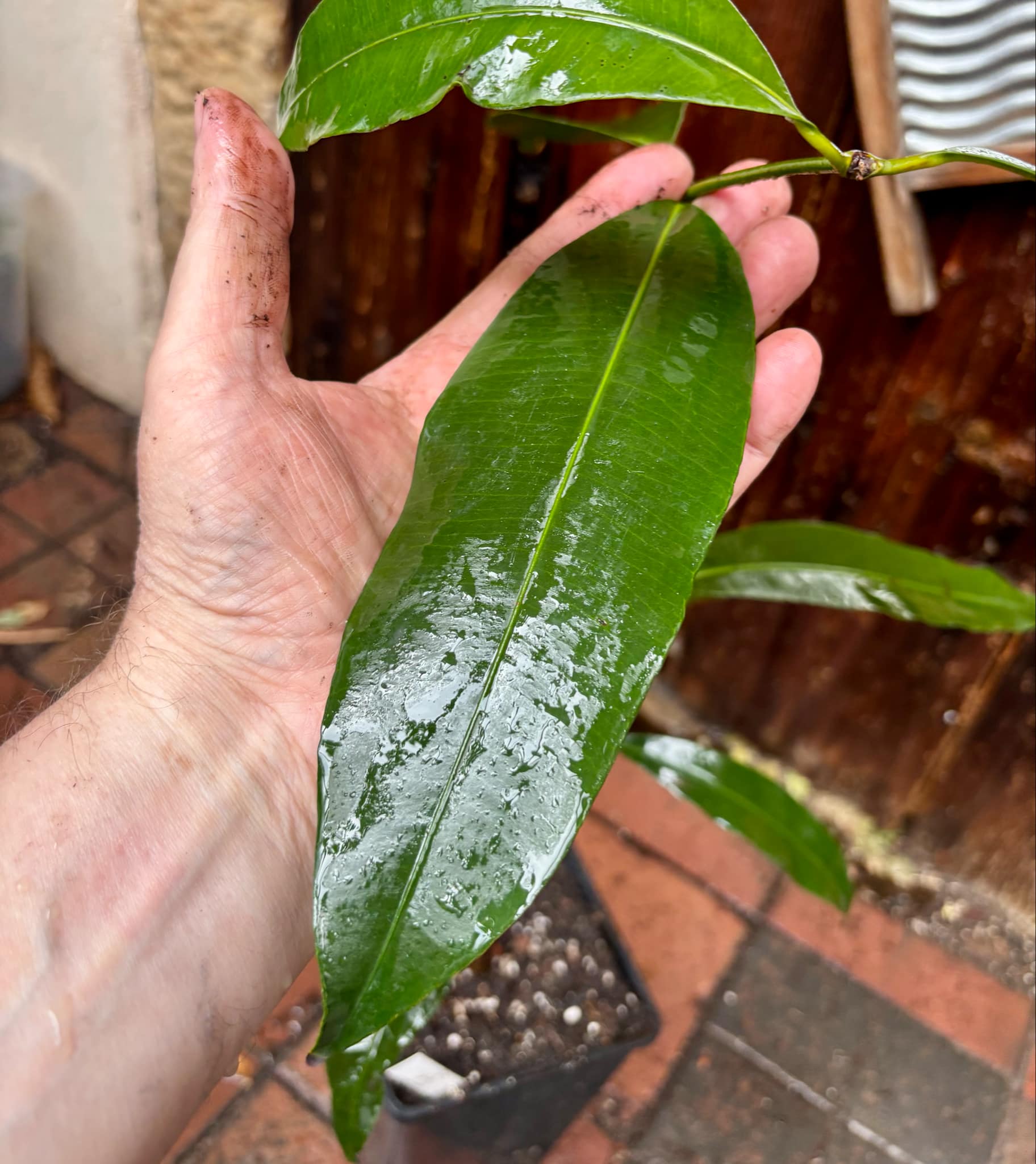 over four years old - Garcinia humilis - Achachairu - 1 potted plant / 1 getopfte Pflanze over four years old - Garcinia humilis - Achachairu - 1 potted plant / 1 getopfte Pflanze