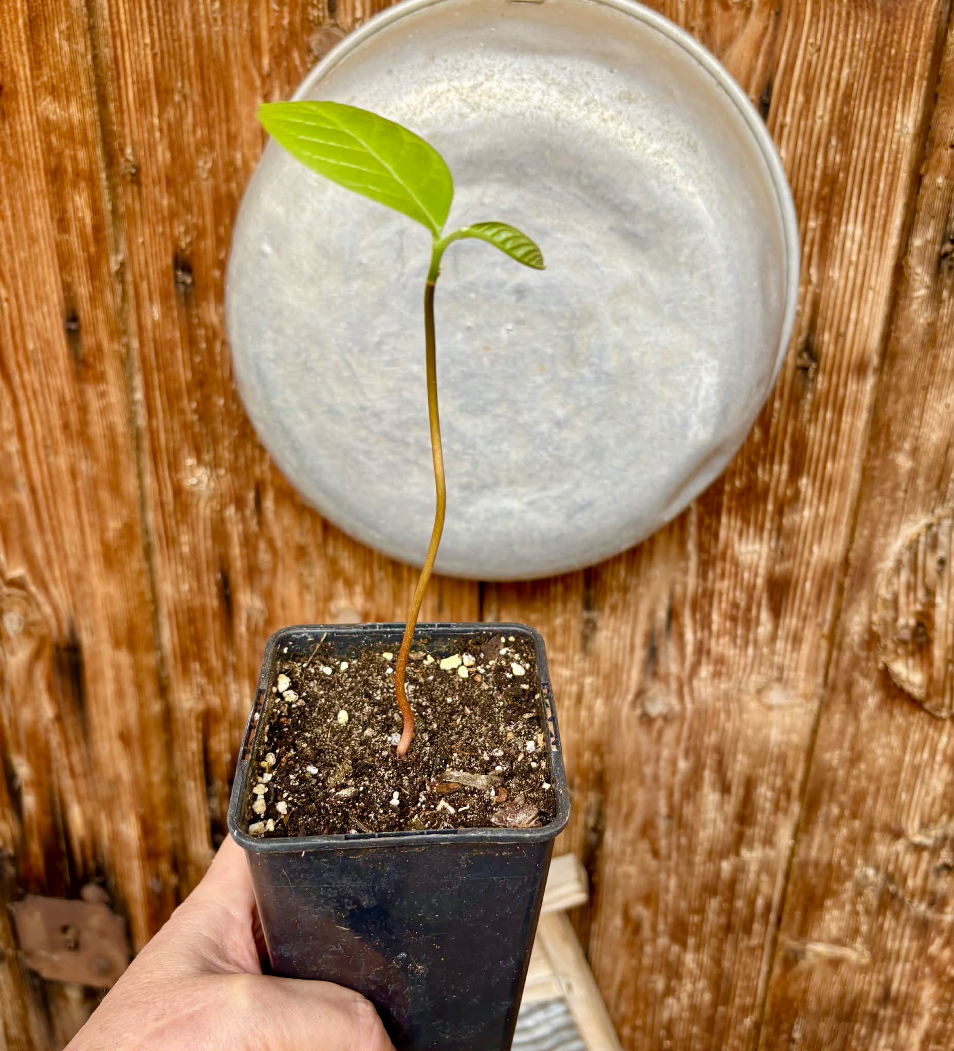 Annona purpurea - Soncoya - 1 potted plant / 1 getopfte Pflanze