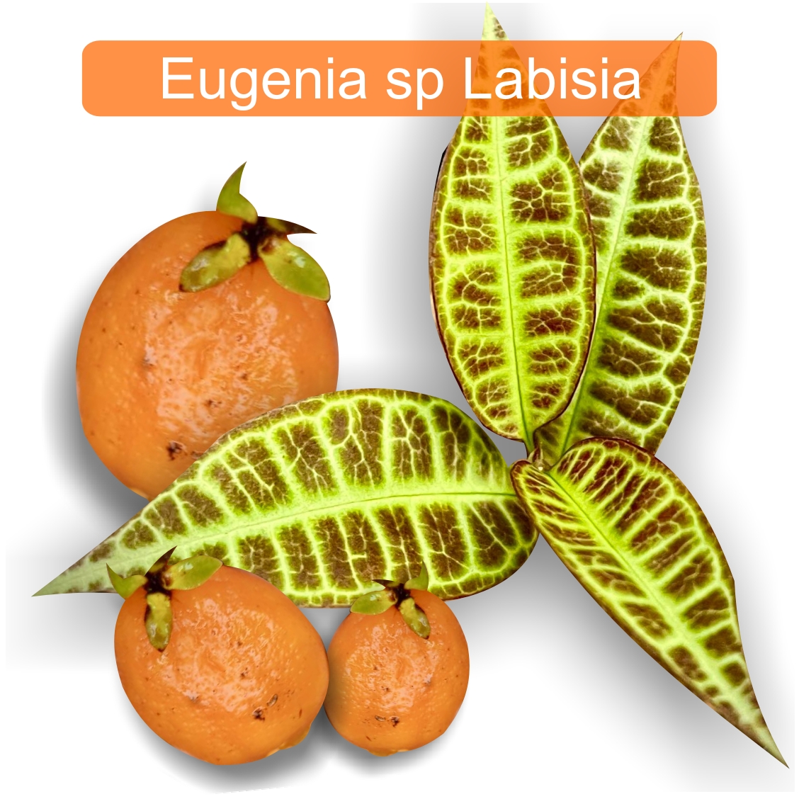 Eugenia sp Labisia - Rare exotic plant - Seltene exotische Pflanze