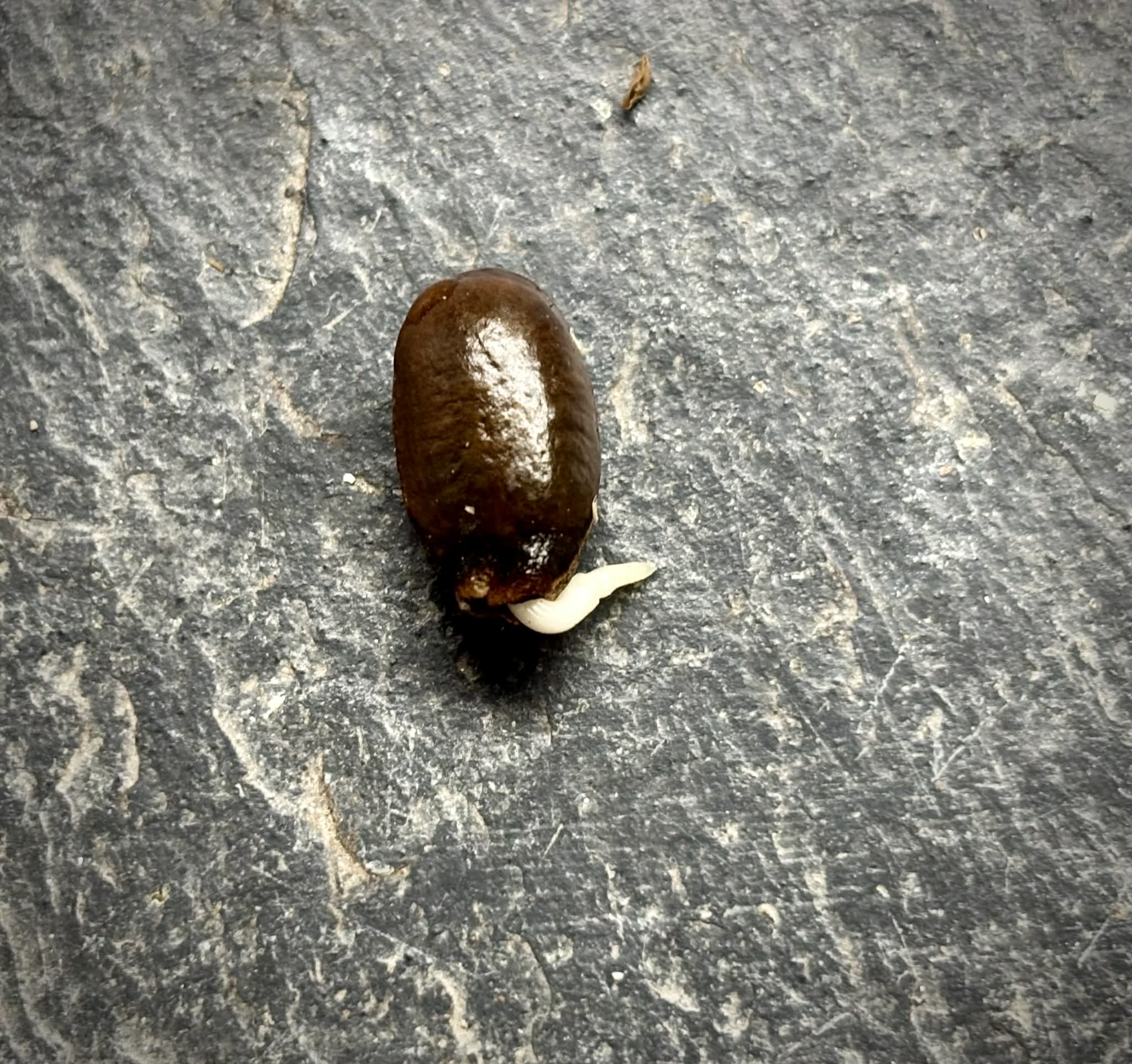 Annona reticulata var San Pablo- 1 germinated seed / 1 gekeimter Samen