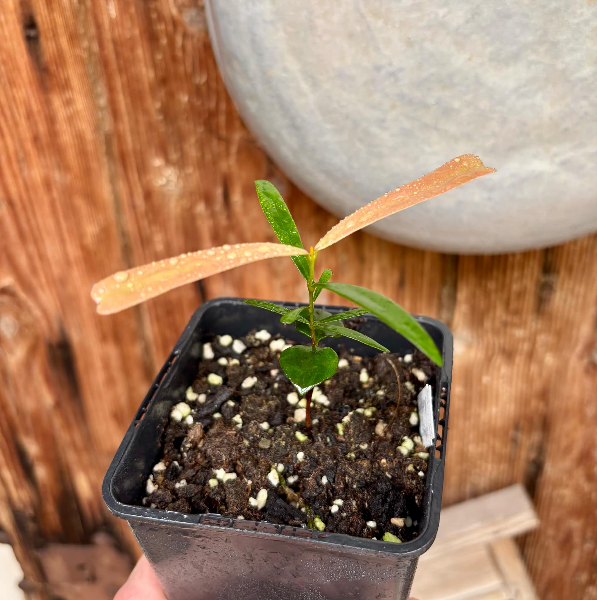 Myrcia luschnathiana -  1 potted seedling / 1 getopfter Sämling