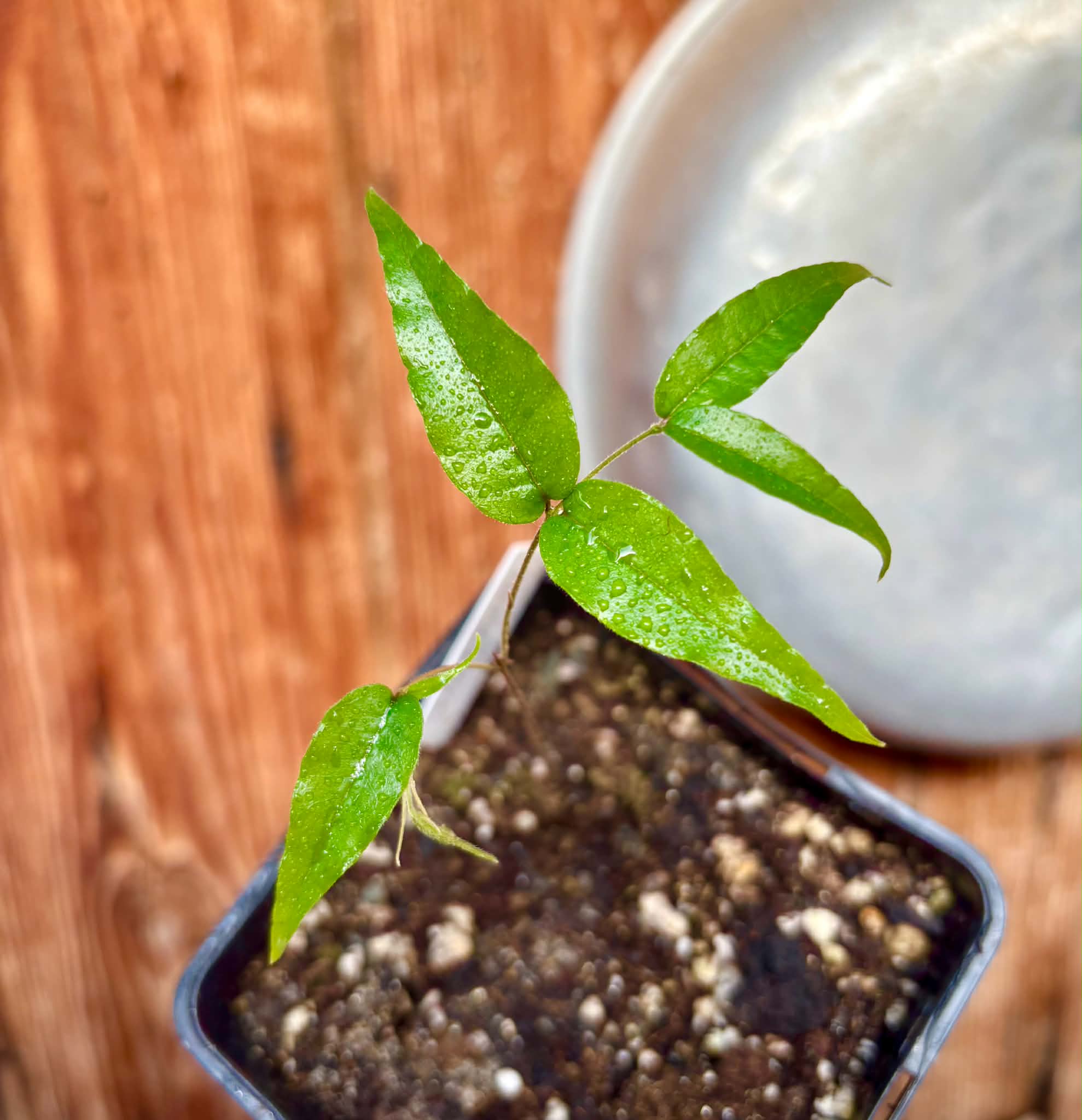 Plinia sp Perola negra - 1 potted seedling / 1 getopfter Sämling