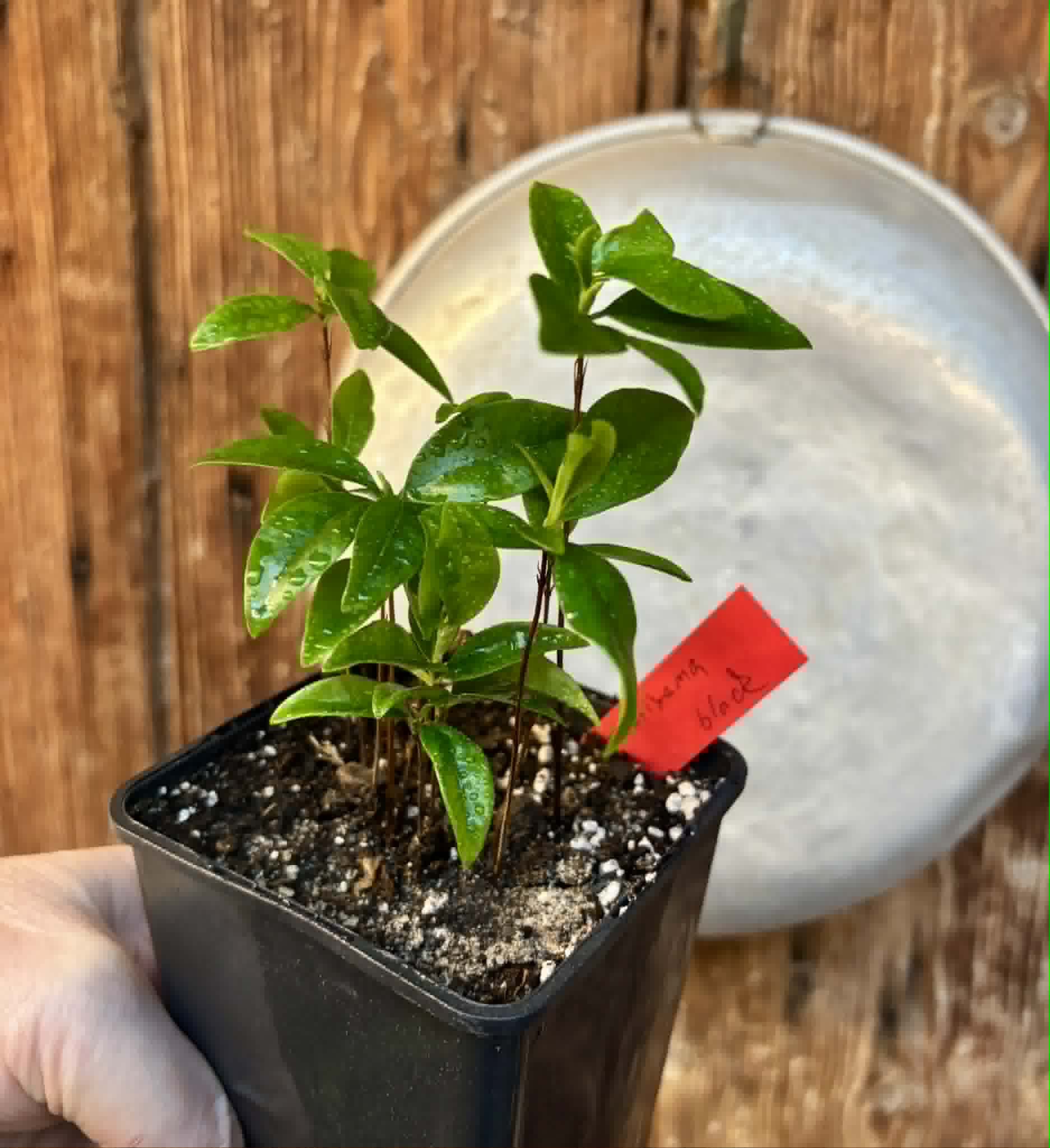10 in 1 pot - Grumixama (Eugenia brasiliensis) - 10 seedlings in one pot / 10 Sämlinge in einem Topf